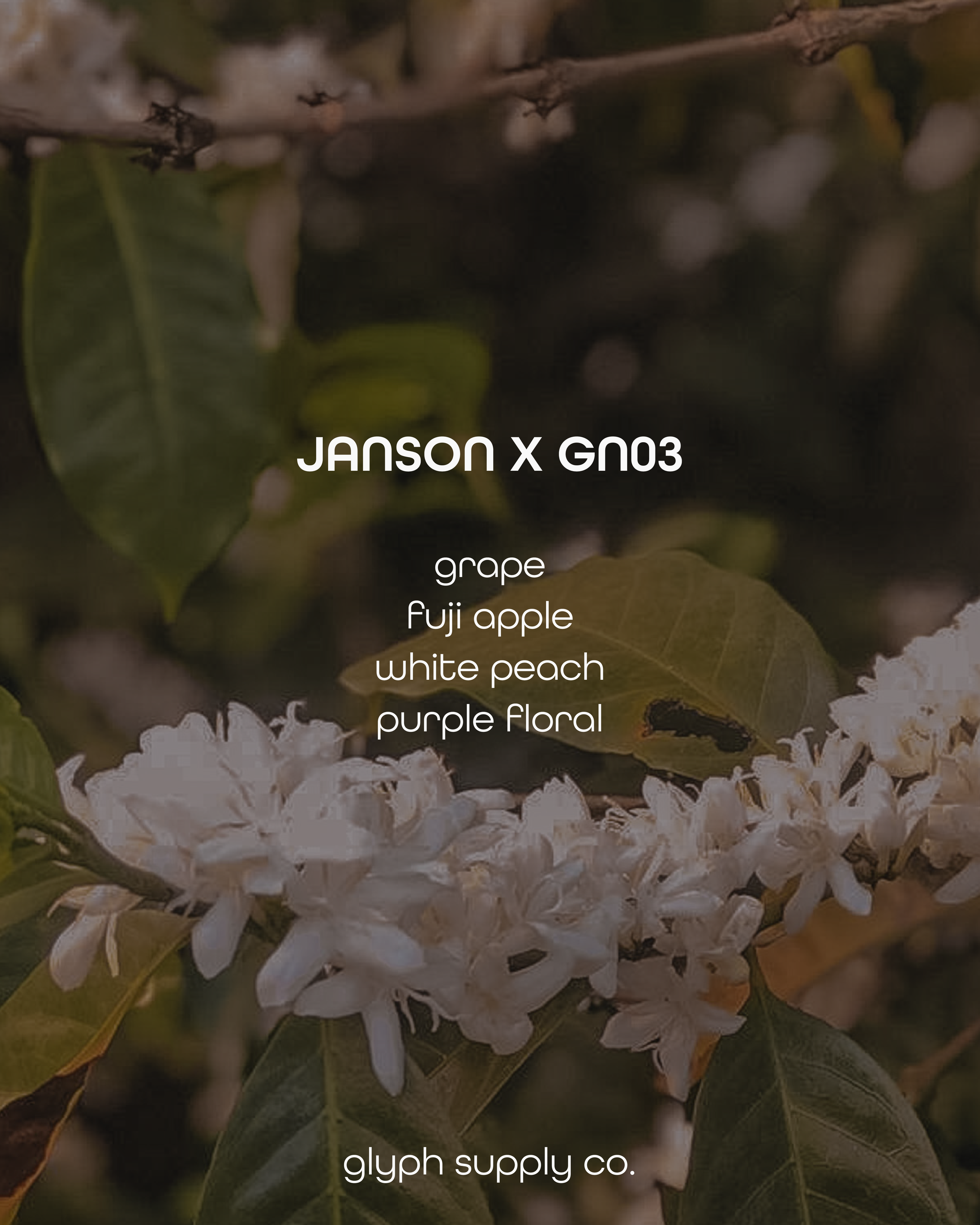 Janson X GN03 Panama