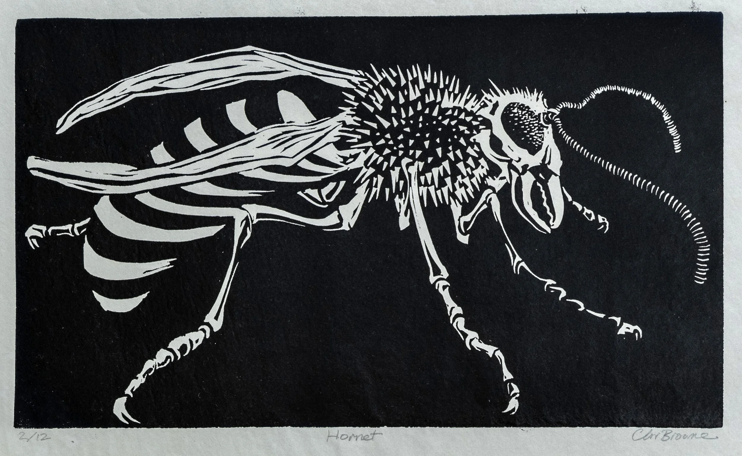 43 : Screenprint | "Hornet"