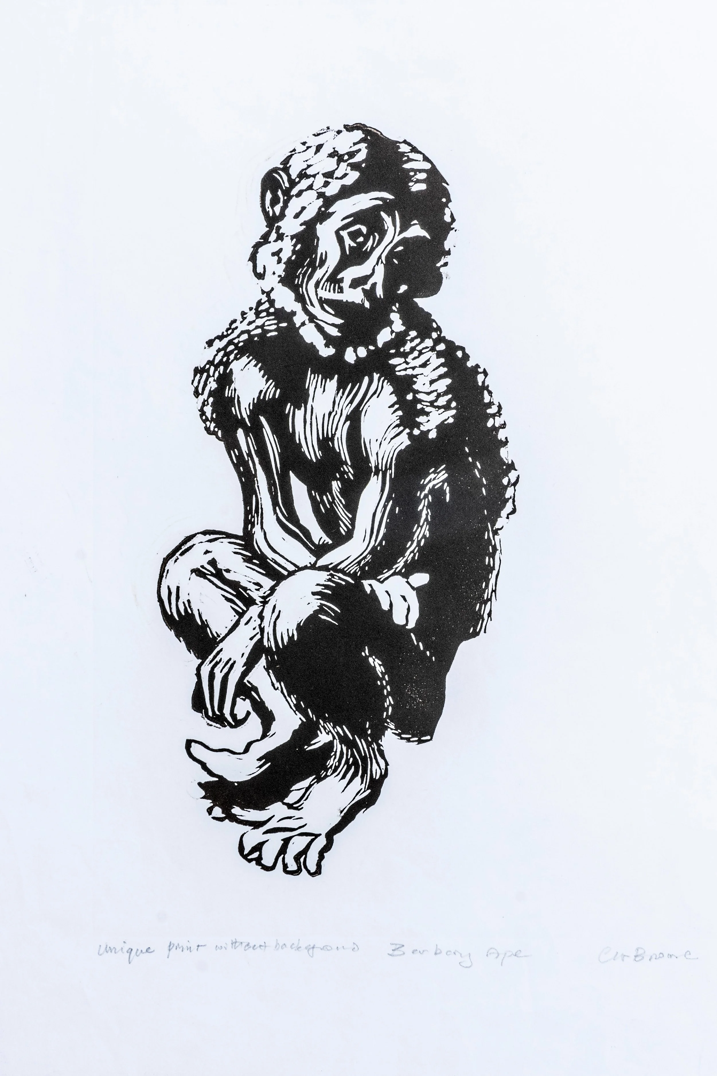 39 : Unique Print | "Barbary Ape" in black and white