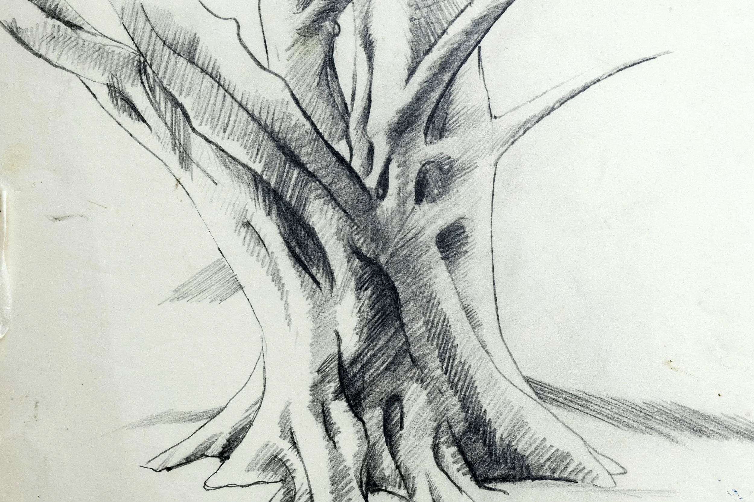 26 : Drawing in Charcoal and Pencil | "Tree"