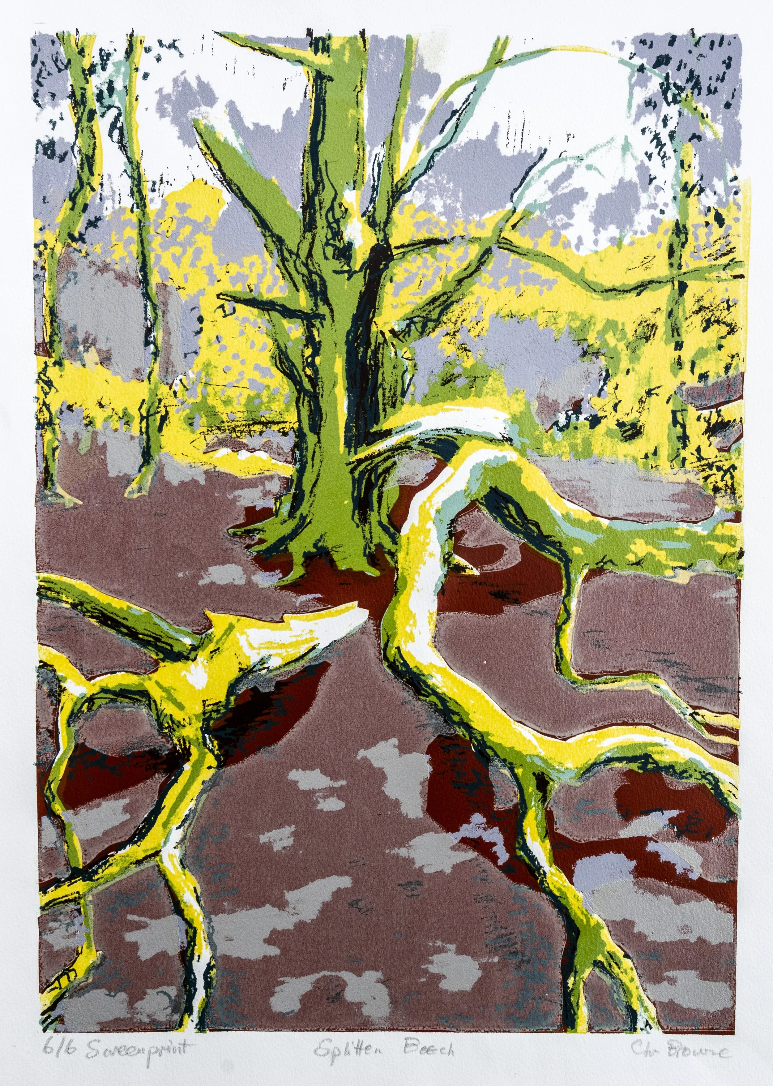 62 : Screenprint | "Splitten Beech"