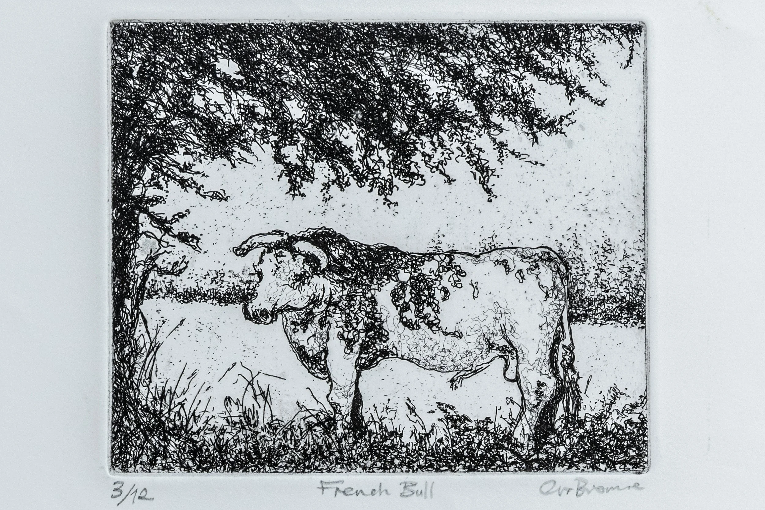 71 : Etching | "French Bull"
