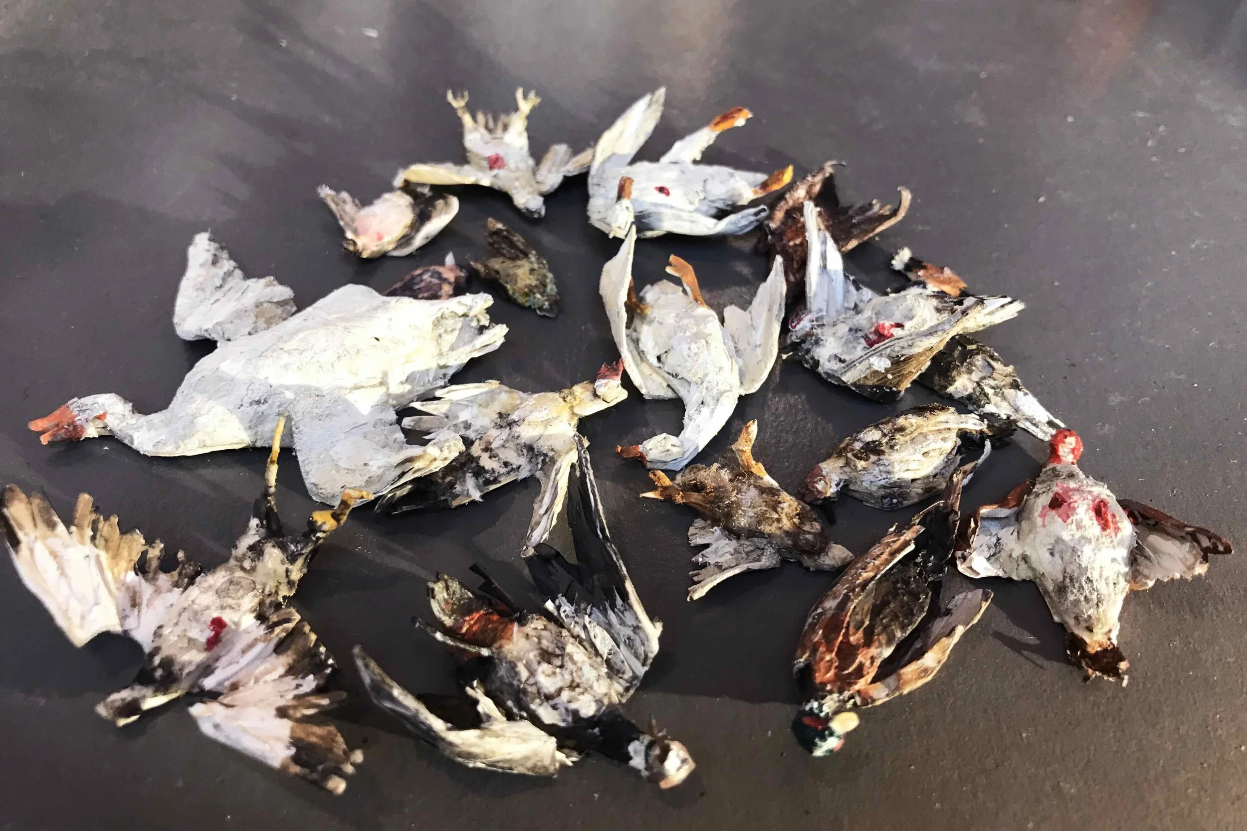 reduced doctered birds .jpg