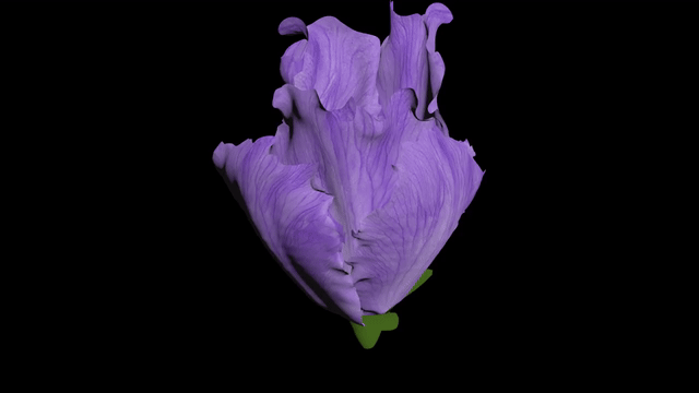 Purple_pe_V007_V05_hqgif256_640_25.gif