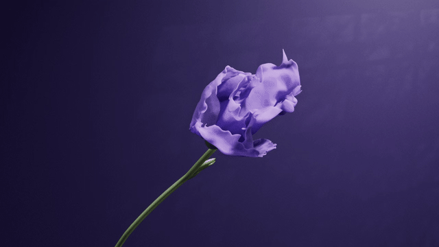 Purple_pe_V007_V07_hqgif256_640_25.gif