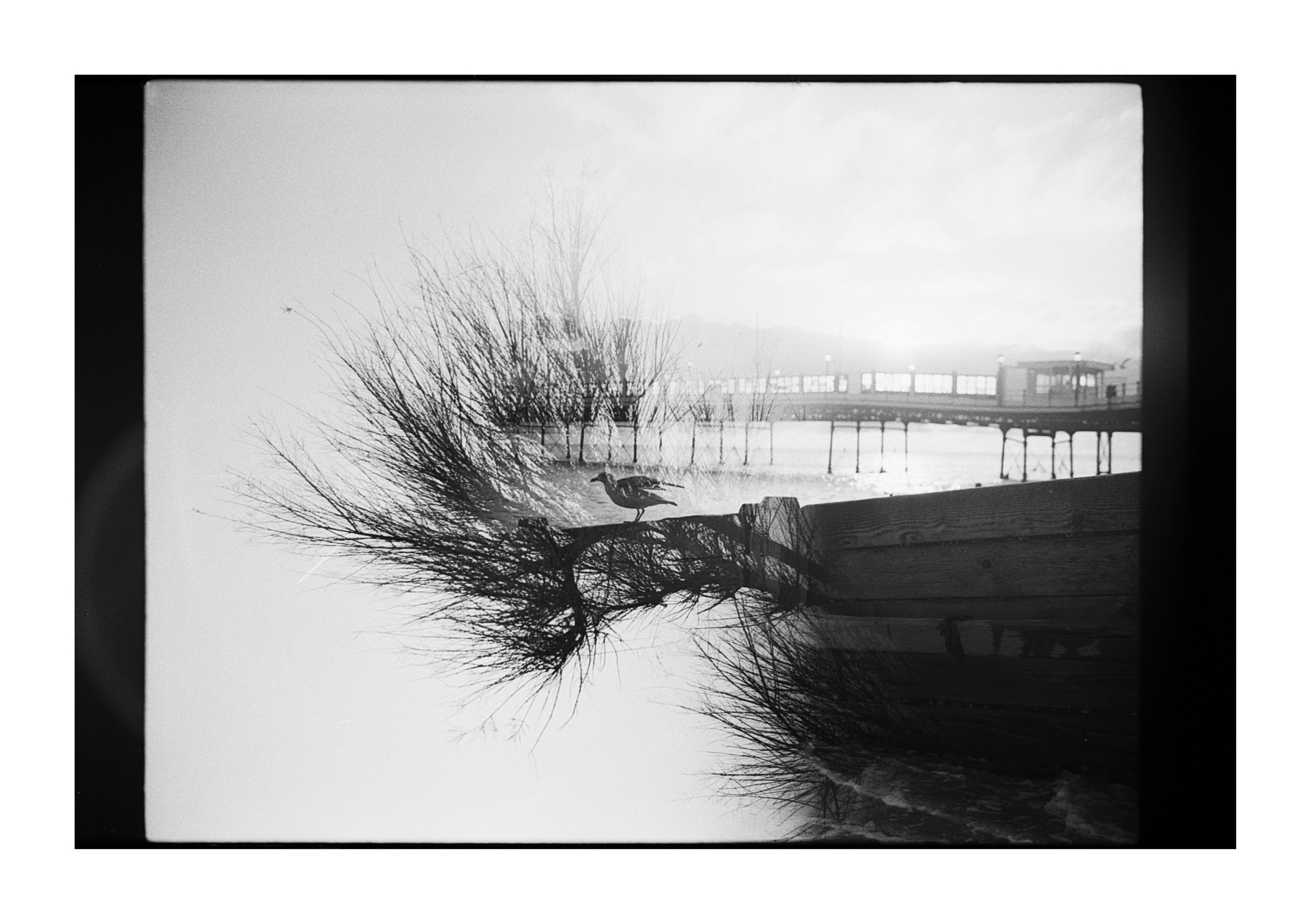 Black and white photo of a pier extending into the water with a platform and railing, trees and a bird perched on a twisted branch in the foreground, and hills in the distant background.