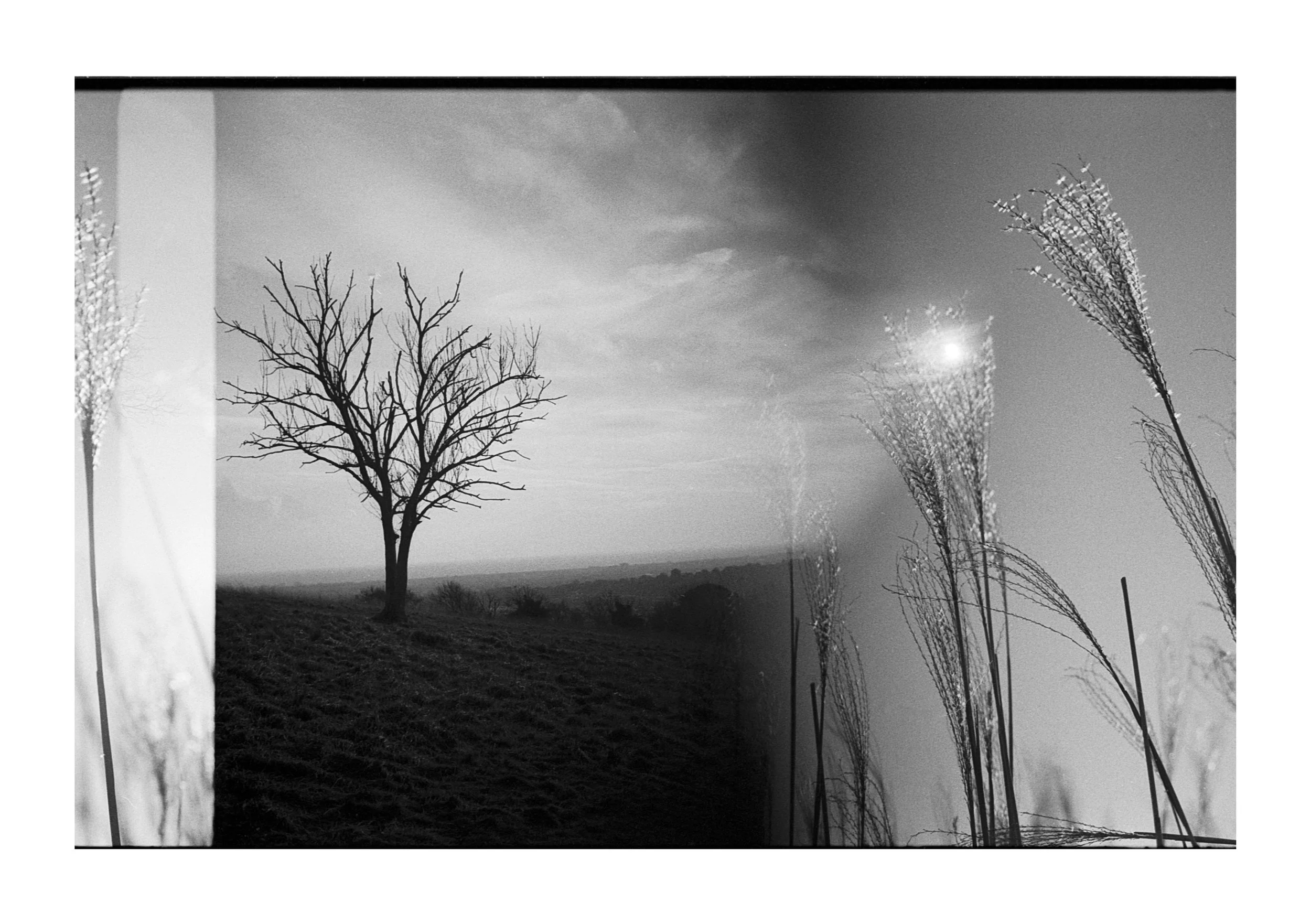 Black and white photo of a leafless tree on a hill with a cloudy sky. Superimposed across the image are tall grass stalks with seed heads.