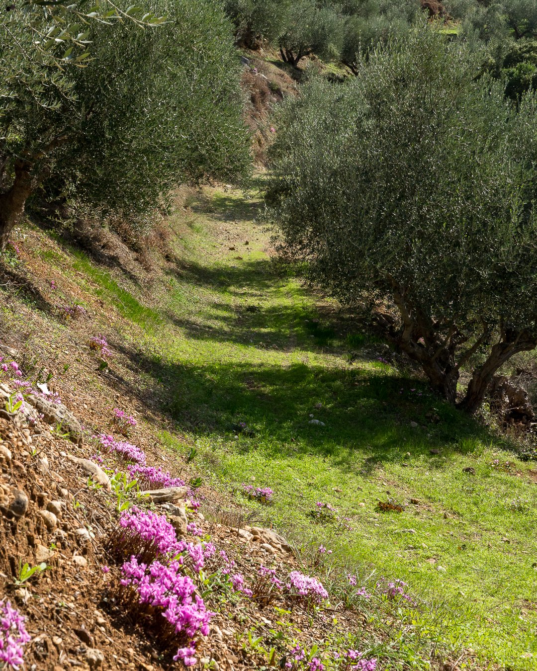 kONTOULIS fAMILY oLIVE oIL