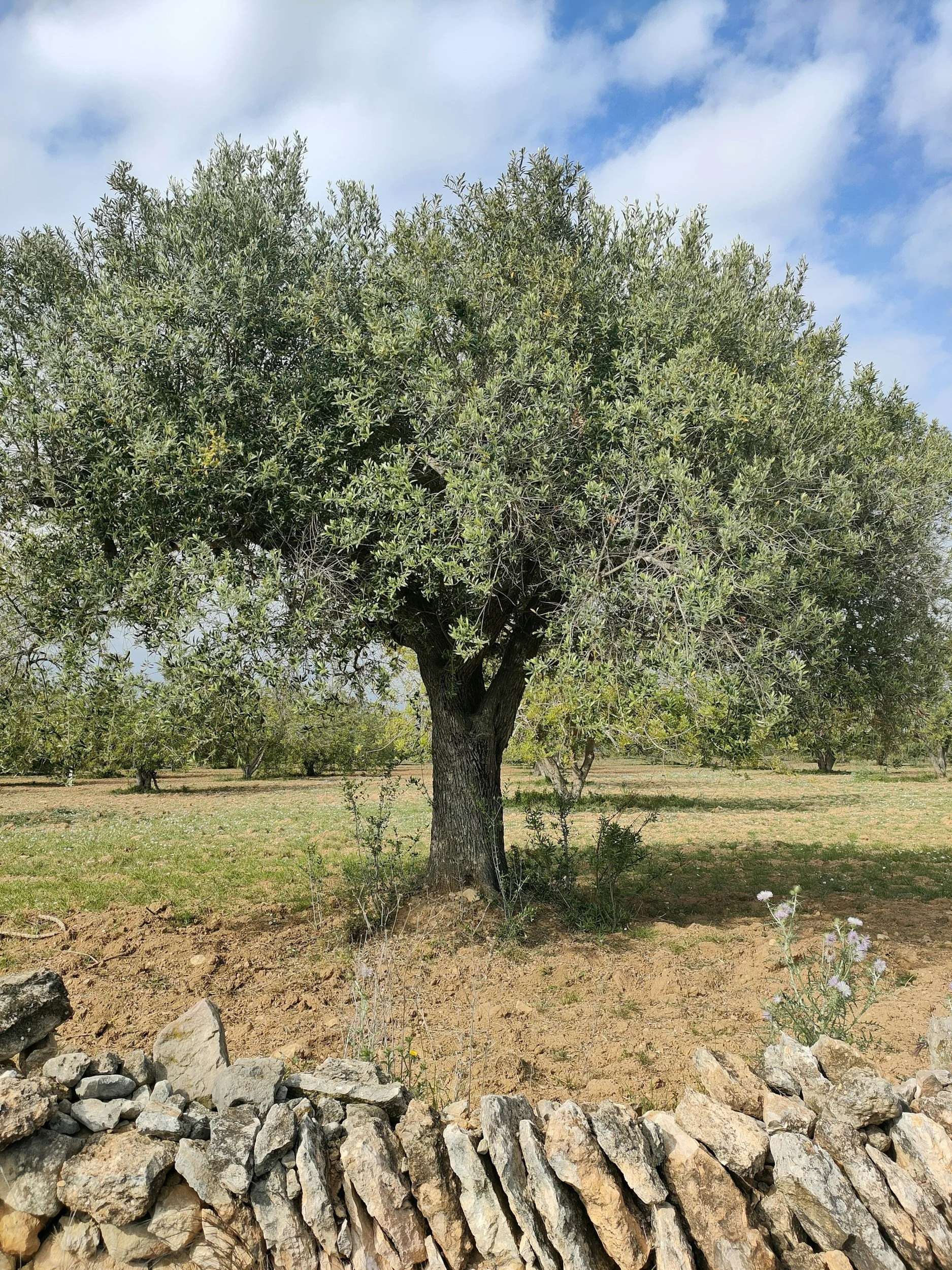 Unlocking the Mystery of Olive Oil Polyphenols in Premium EVOO