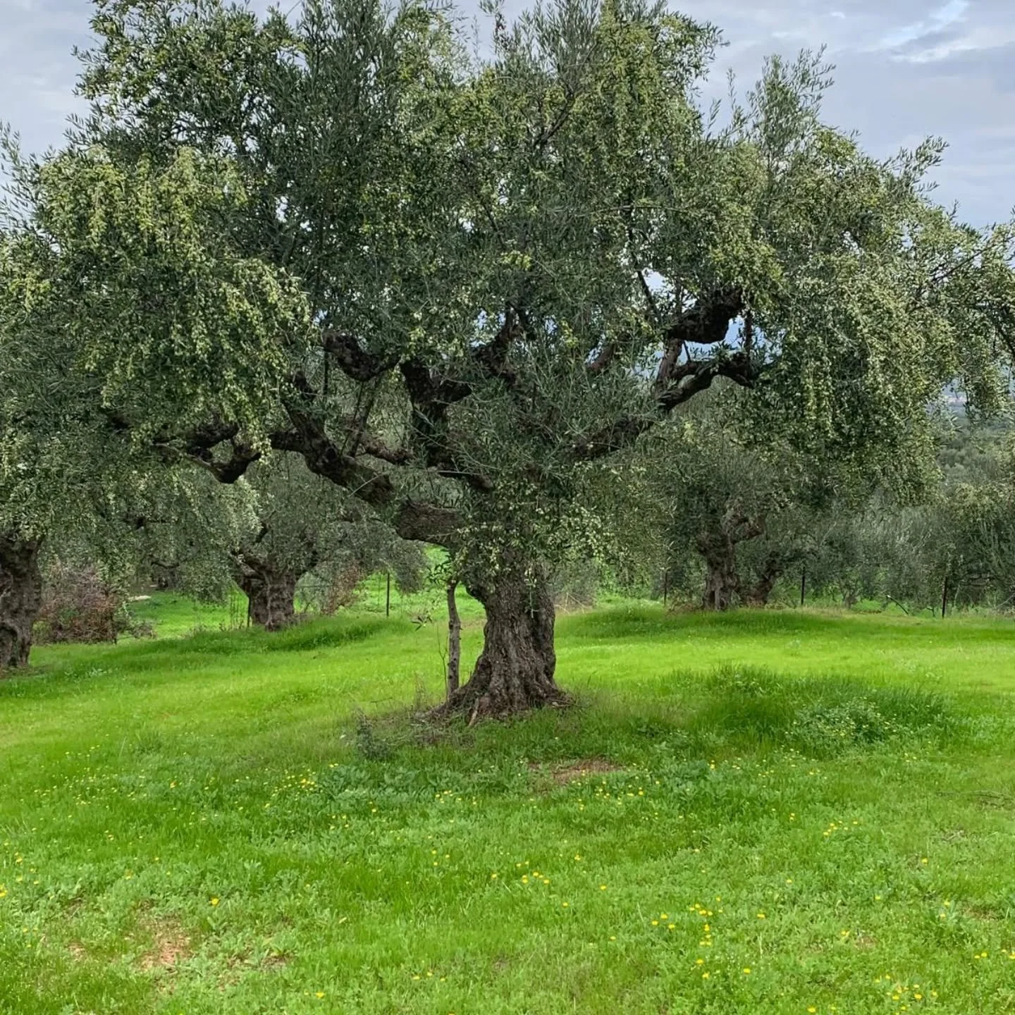 🫒 HARVEST DAY ONE 🇬🇷

The most important day of the year has arrived!

Before sunrise, the groves come alive.... pickers gather, crates are lined up, and the hum of the mill begins. Every detail matters today.

The first day of harvest sets the to