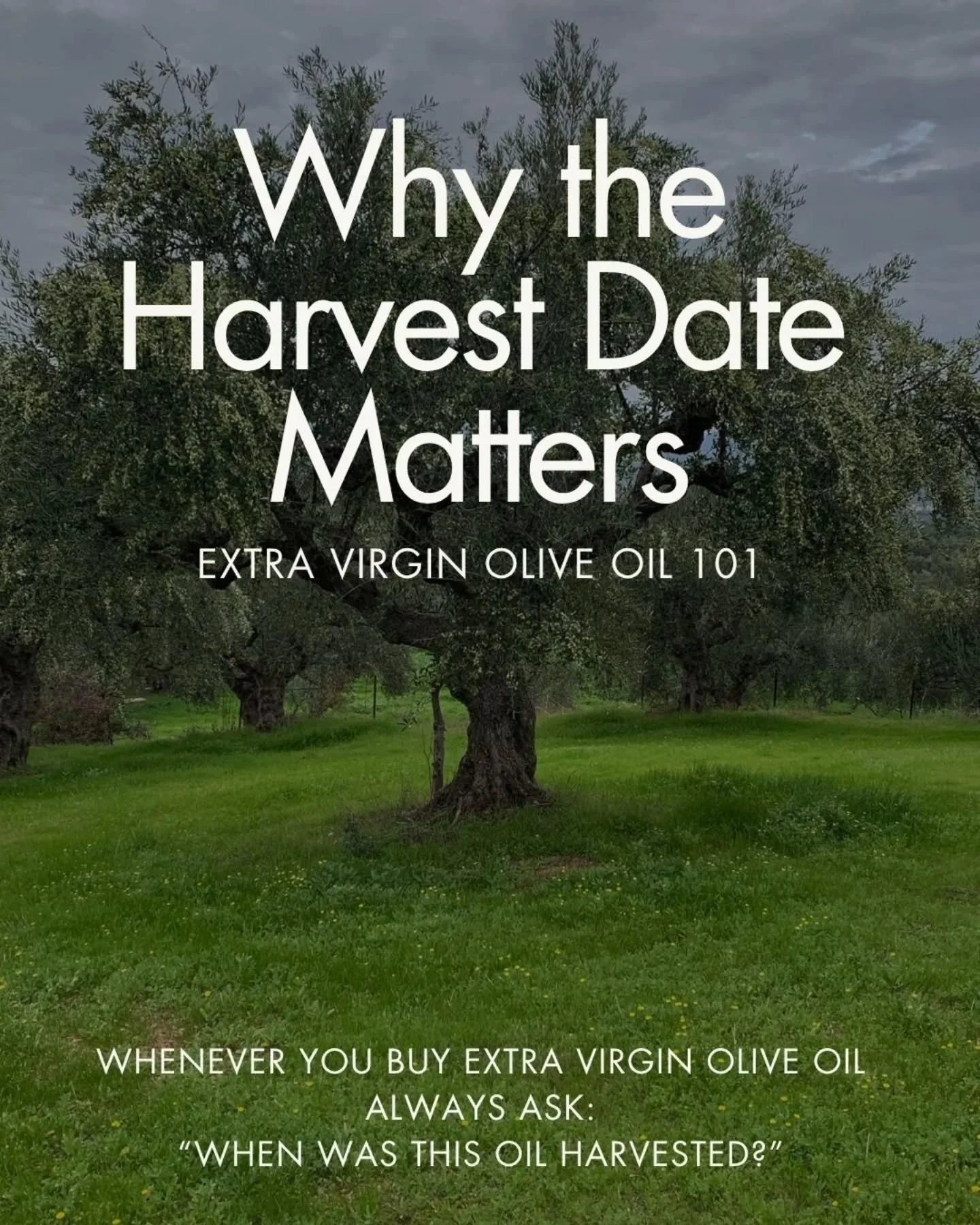 🇬🇷🫒Be an Informed Customer Ask the Right Questions 🇬🇷

Olive is a FRUIT.
Extra Virgin Olive oil is a FRUIT JUICE 💚

Most people look at the best-by date on an olive oil bottle&hellip;
but that doesn&rsquo;t actually tell you when the oil was ma
