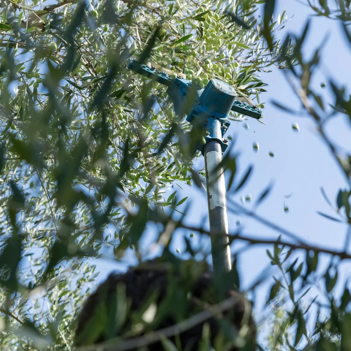 It&rsquo;s a huge market weekend and I can&rsquo;t wait to share more of my extra virgin olive oil stories with you... straight from the groves to your table!

On Saturday: 
@larchmontfarmersmarketny
@downtoearthmkts
@morningglorymarkets
@hastingsfar