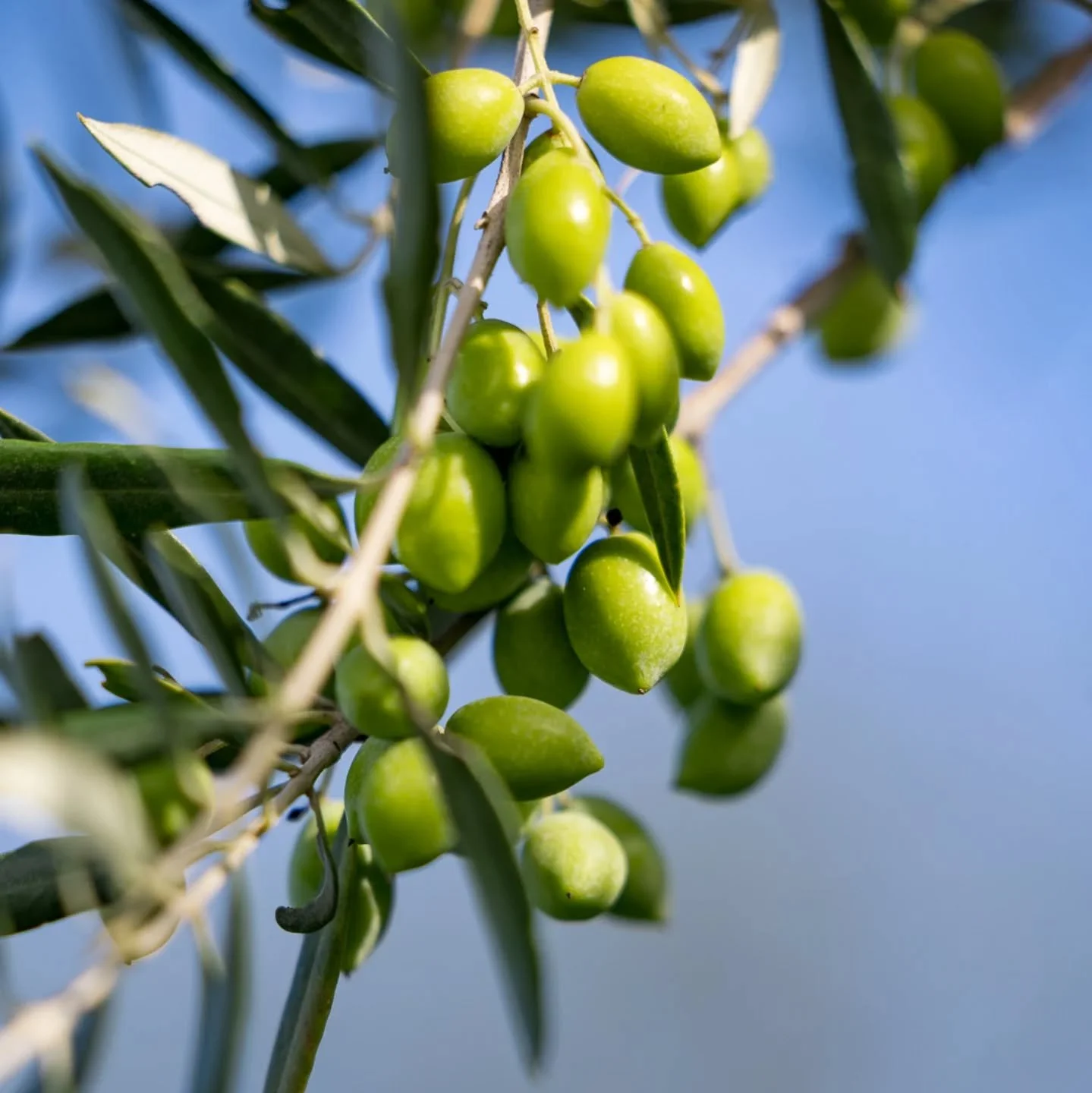 Did you know that there are over 1600 different olive varieties? 

These are Koroneiki olives...a small, resilient variety from Greece, known for producing extra virgin olive oil naturally rich in polyphenols, with a balanced bitterness and that sign