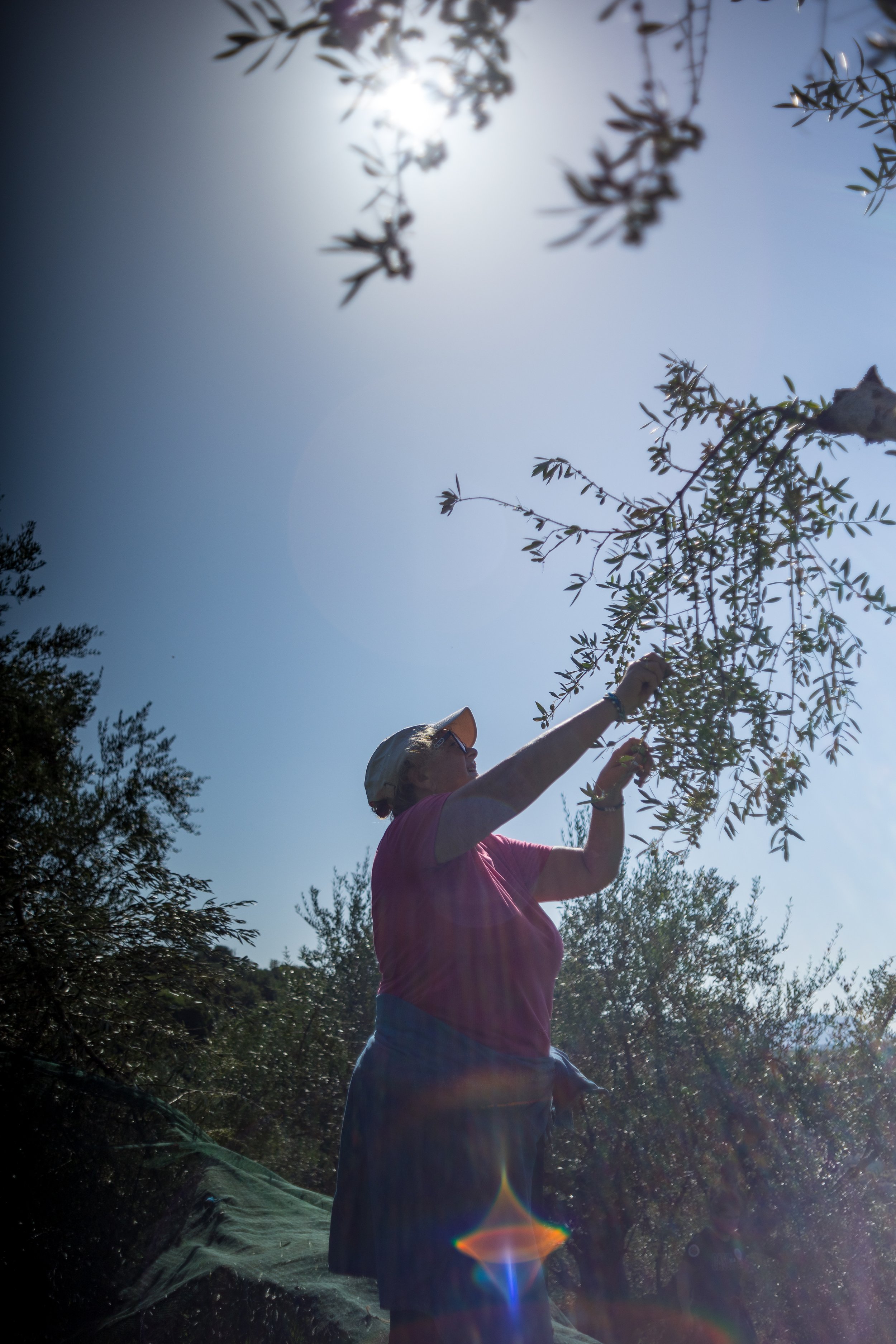 Demetra Kontoulis bouras hand harvesting fresh olives in Kontoulis family olive grove in Kalamata Messinia Greece
