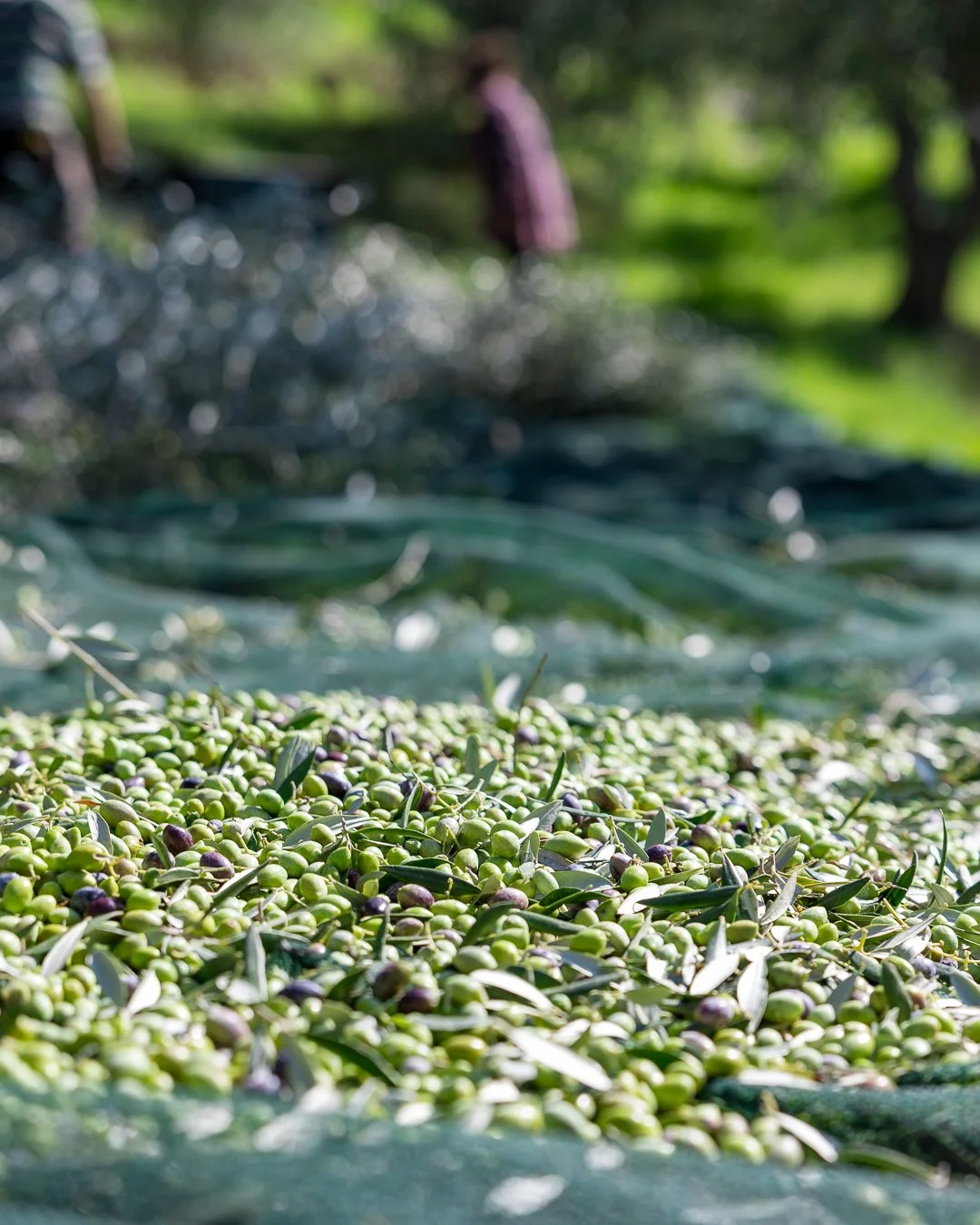 FRESHLY PICKED OLIVES AT THE Kontoulis Family Olive Oil Grove IN Messinia Greece
