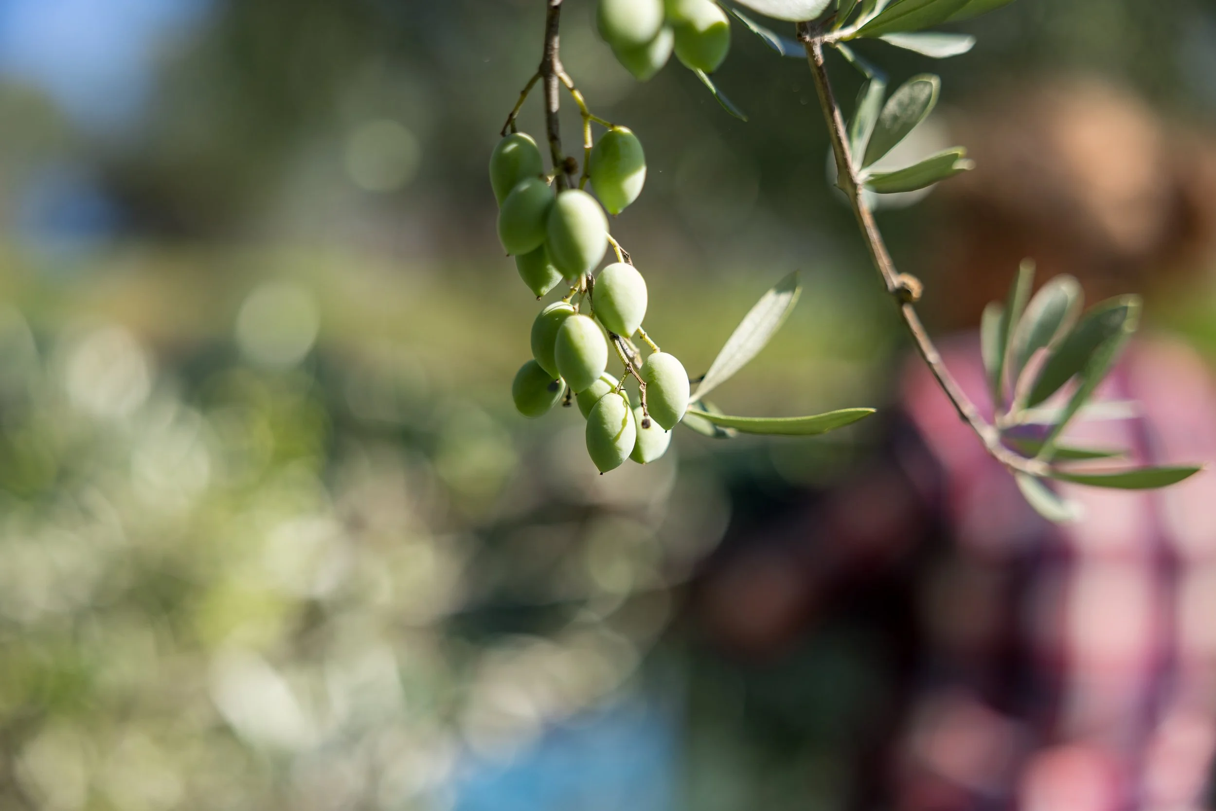 Kontoulis Family Olive OIL 