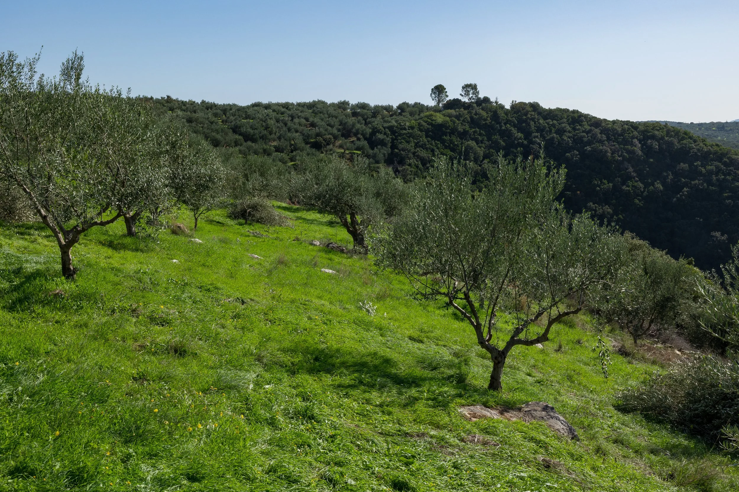 Young olive trees in KONTOULIS FAMILY OLIVE GROVE IN MESSINIA GREECE OFFERED AT WESTCHESTER County farmers markets