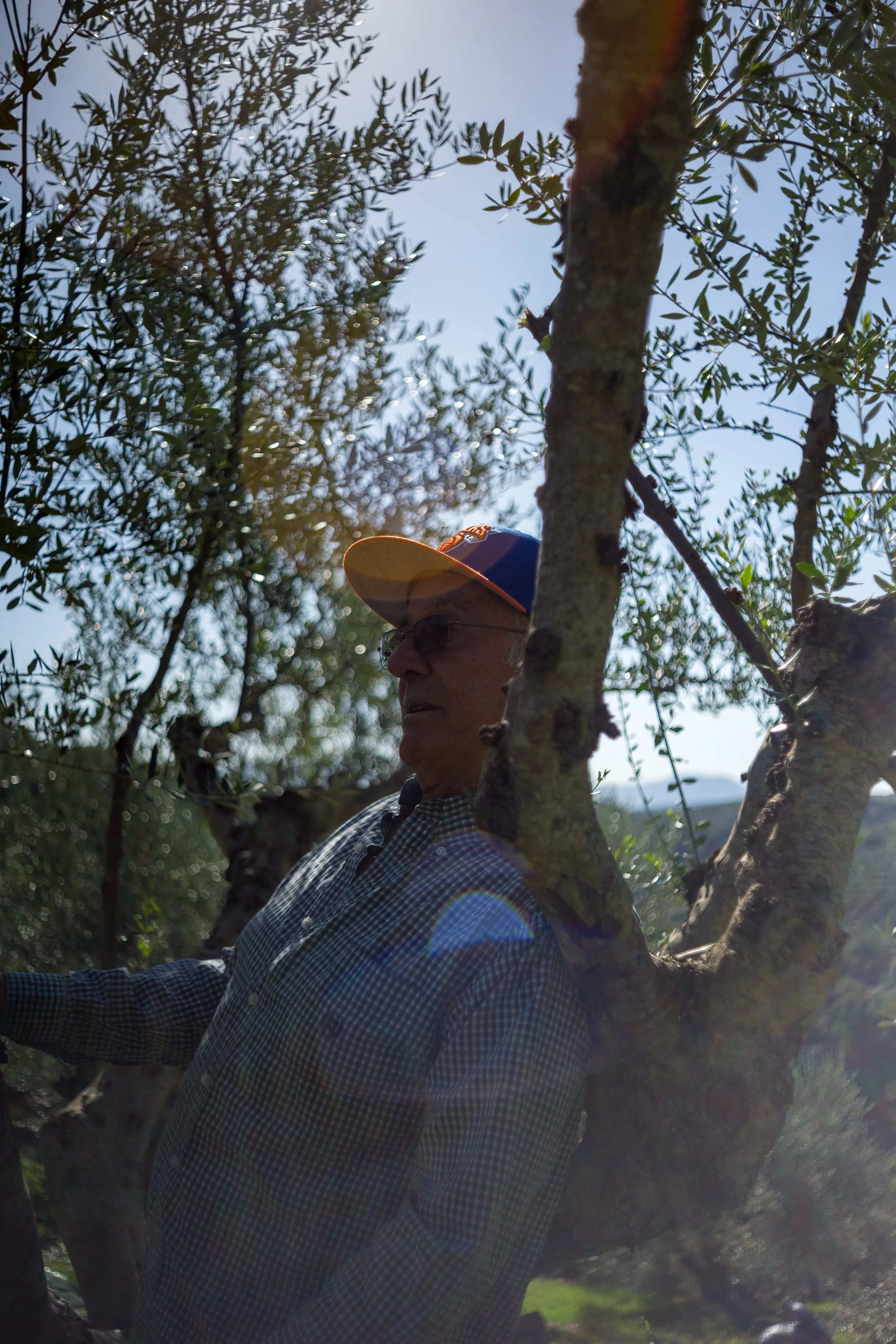 Athanasios Tom Bouras  Mr. B at the Kontoulis Olive groves in Messinia greece olive oil offered at NY farmers markets in Westchester County