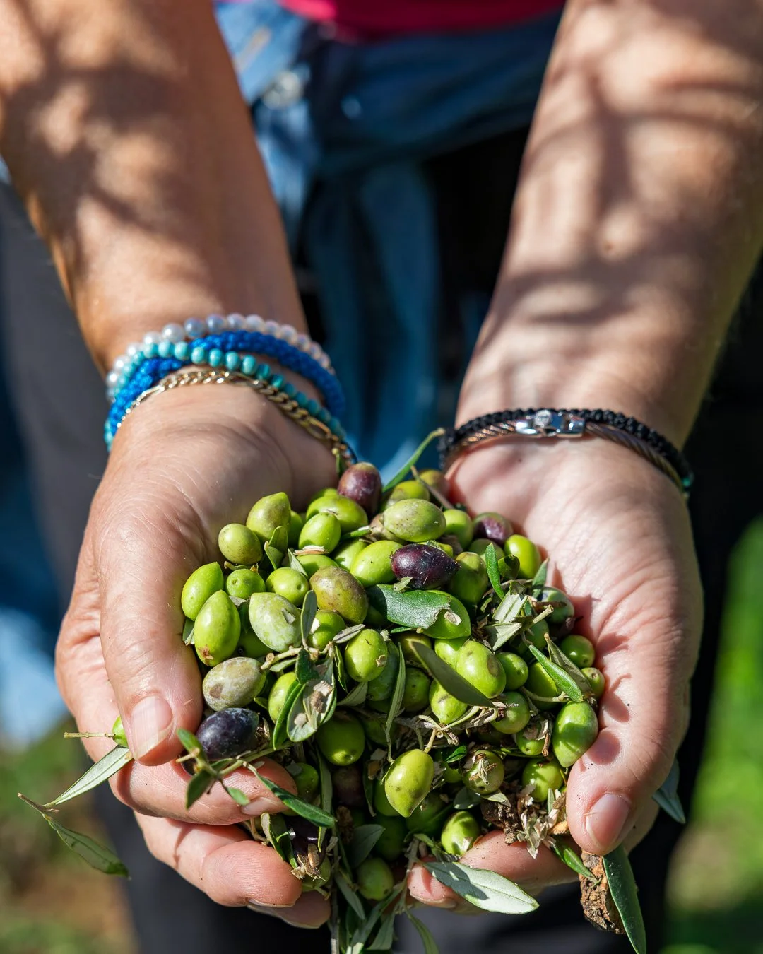 Kolnoulis Family Olive Oil