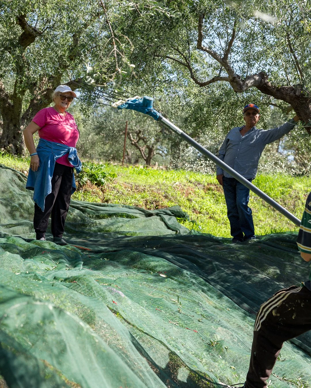 Kontoulis Family Olive OIL