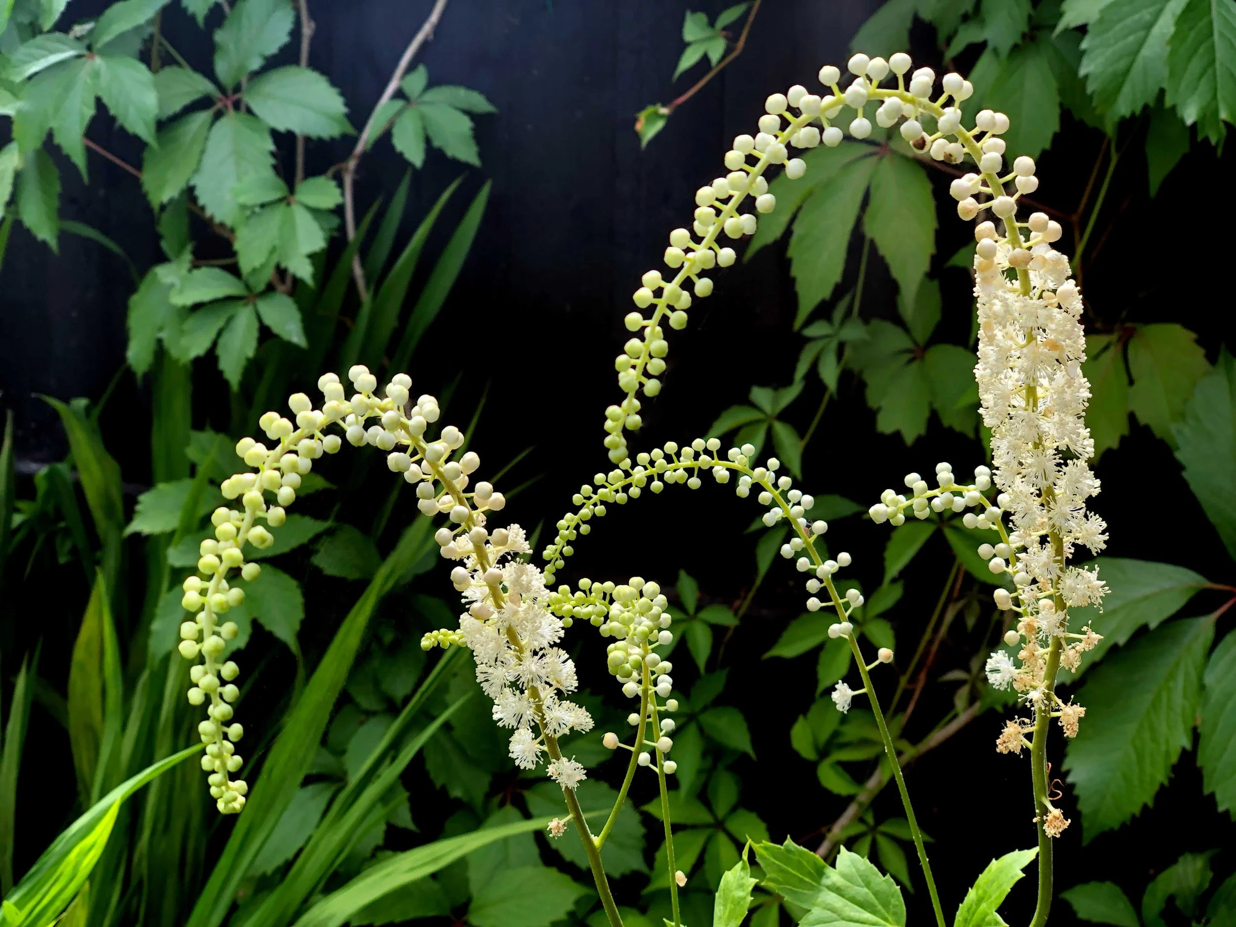Darkening the fencing allows the plants geometry and beauty to standout 