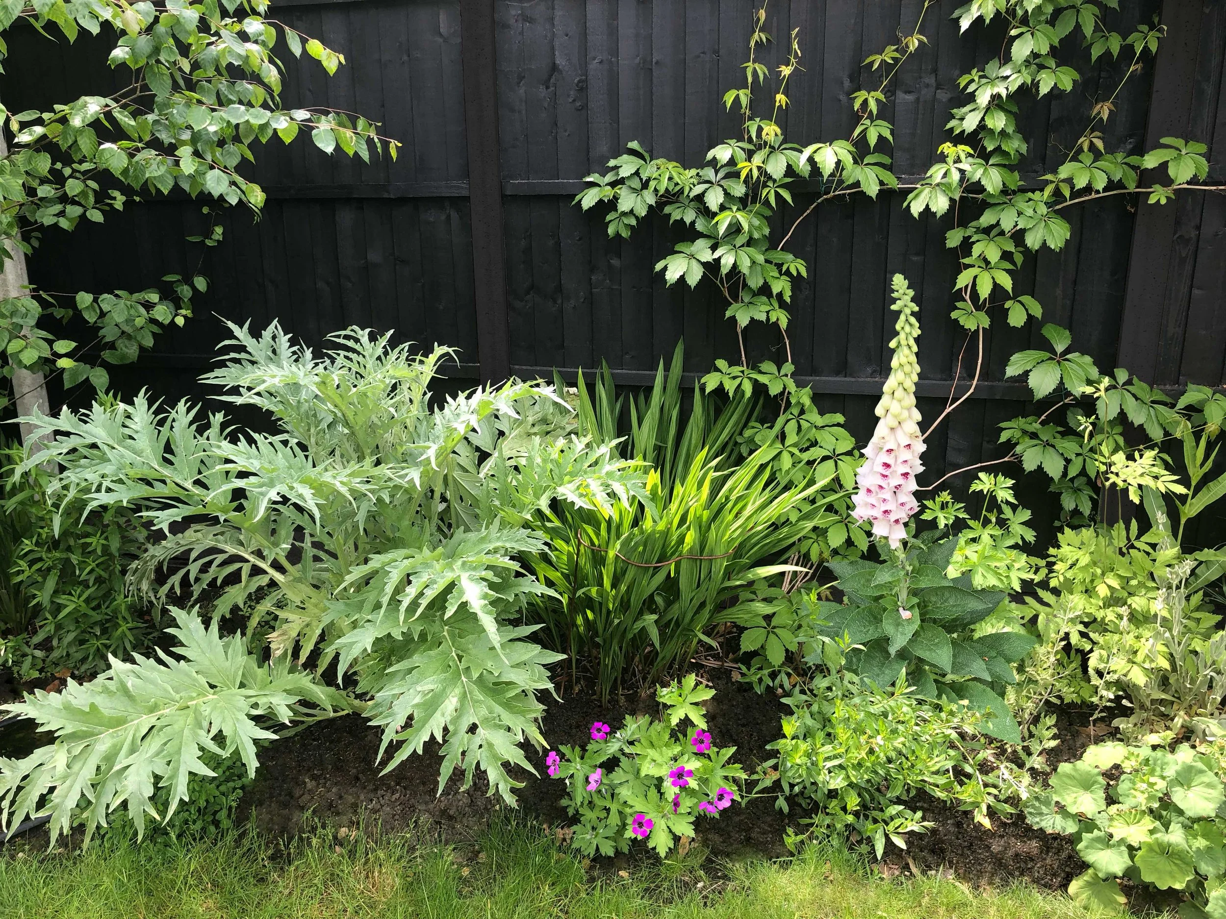Strong plant geometry and colour pops bring personality to the garden