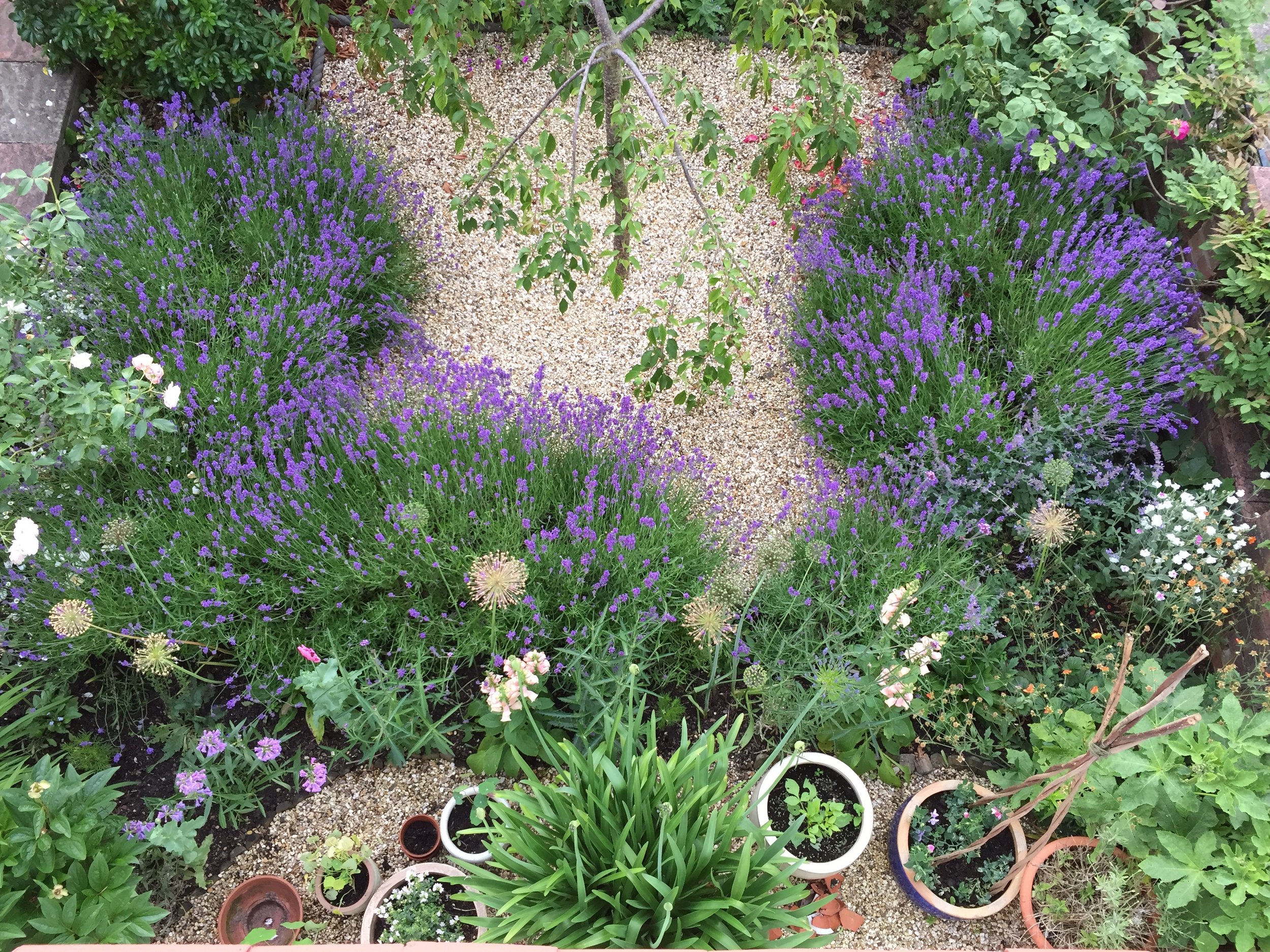 Bee friendly planting brings an array of colour to the garden design