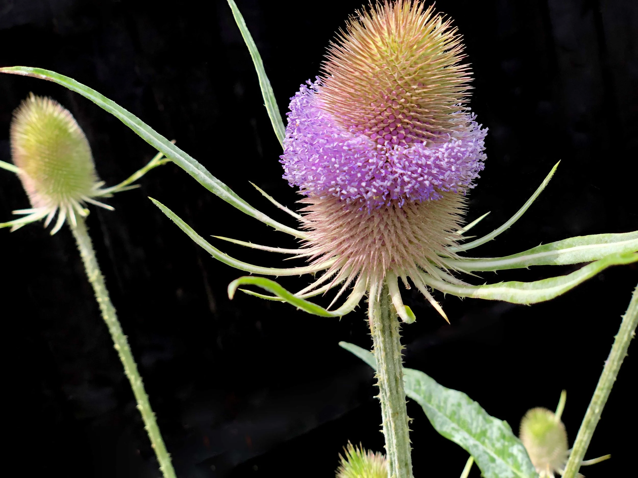 Tall planting features meet you at eye level