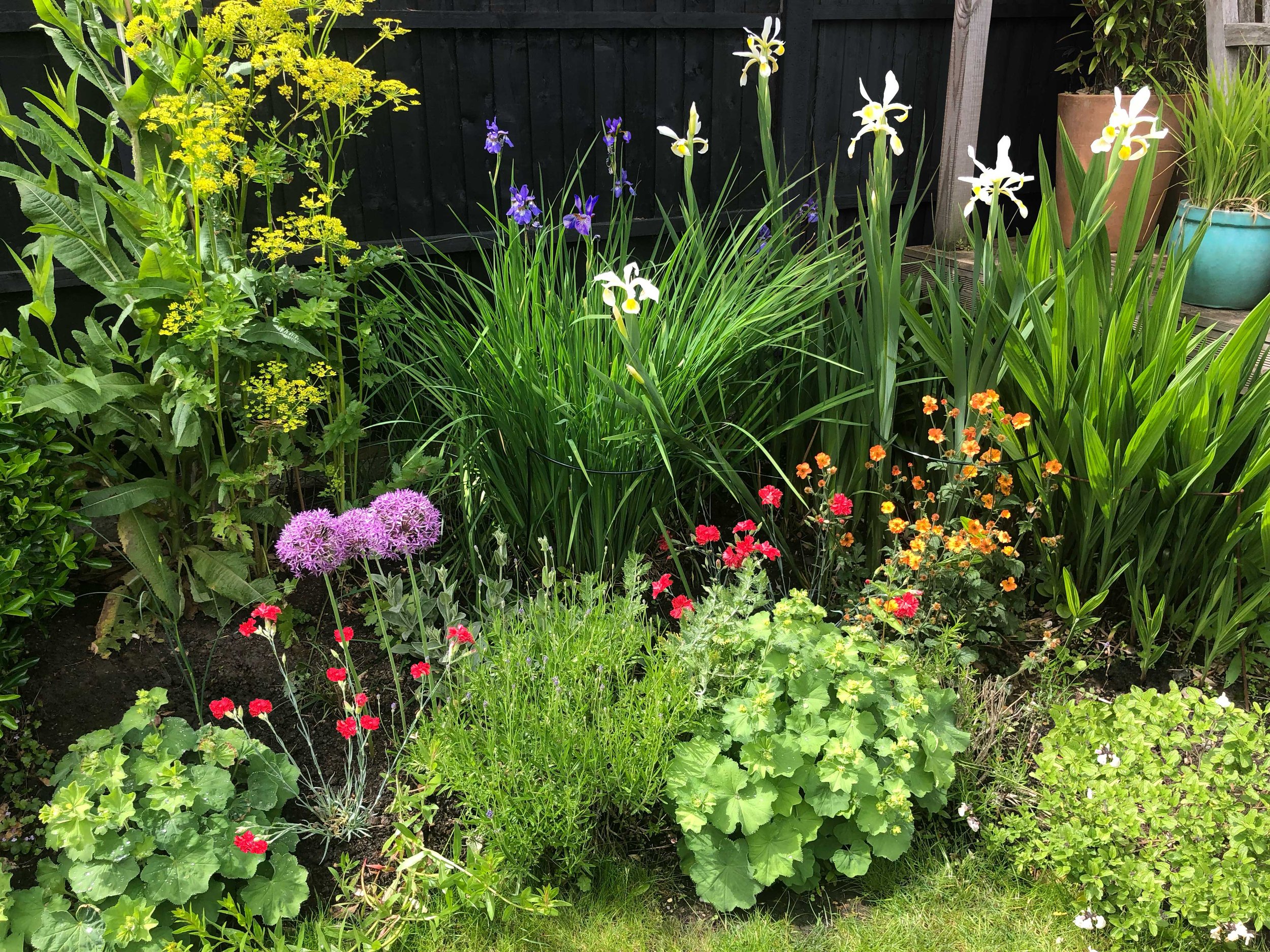 Colorful garden with iris alchelilla and flowering parsnips infant of a modern black fence. Minimalist, modern style planting. 