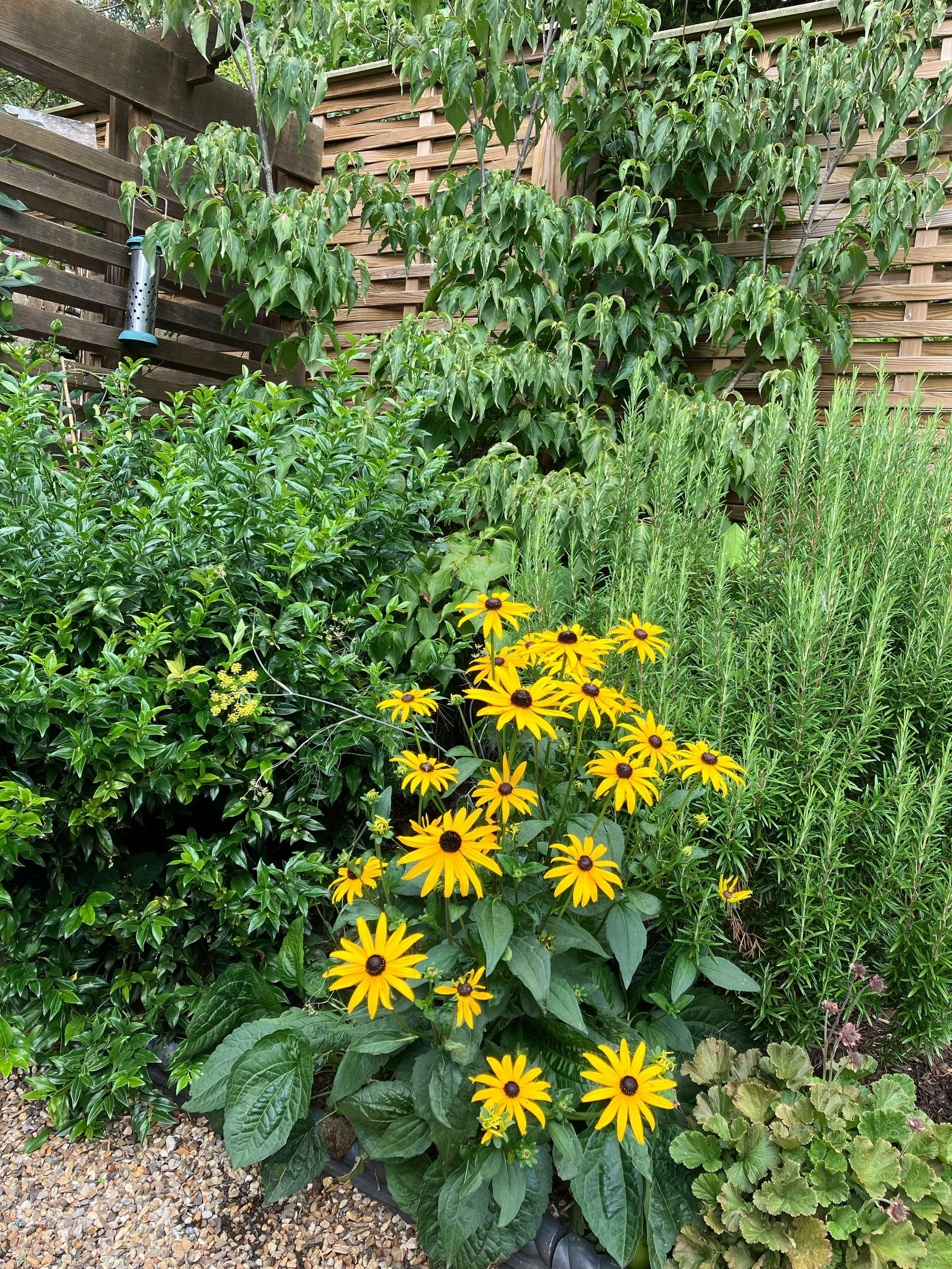 Cool green planting punctuated with yellow pops of colour