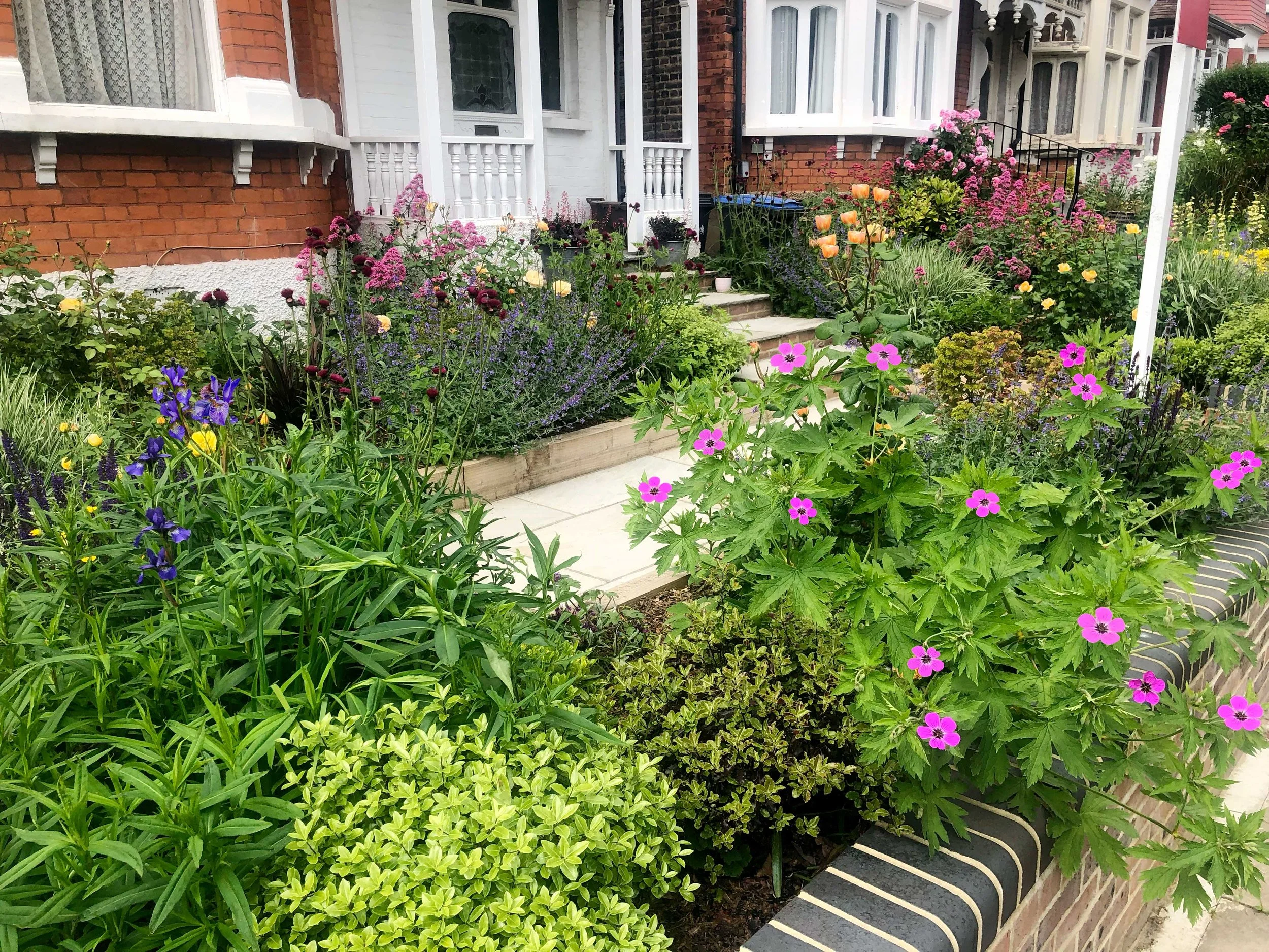 A front garden with newly built walls and paving with elegant, natural planting including Nepeta, Euphorbia roses  and other long flowering plants