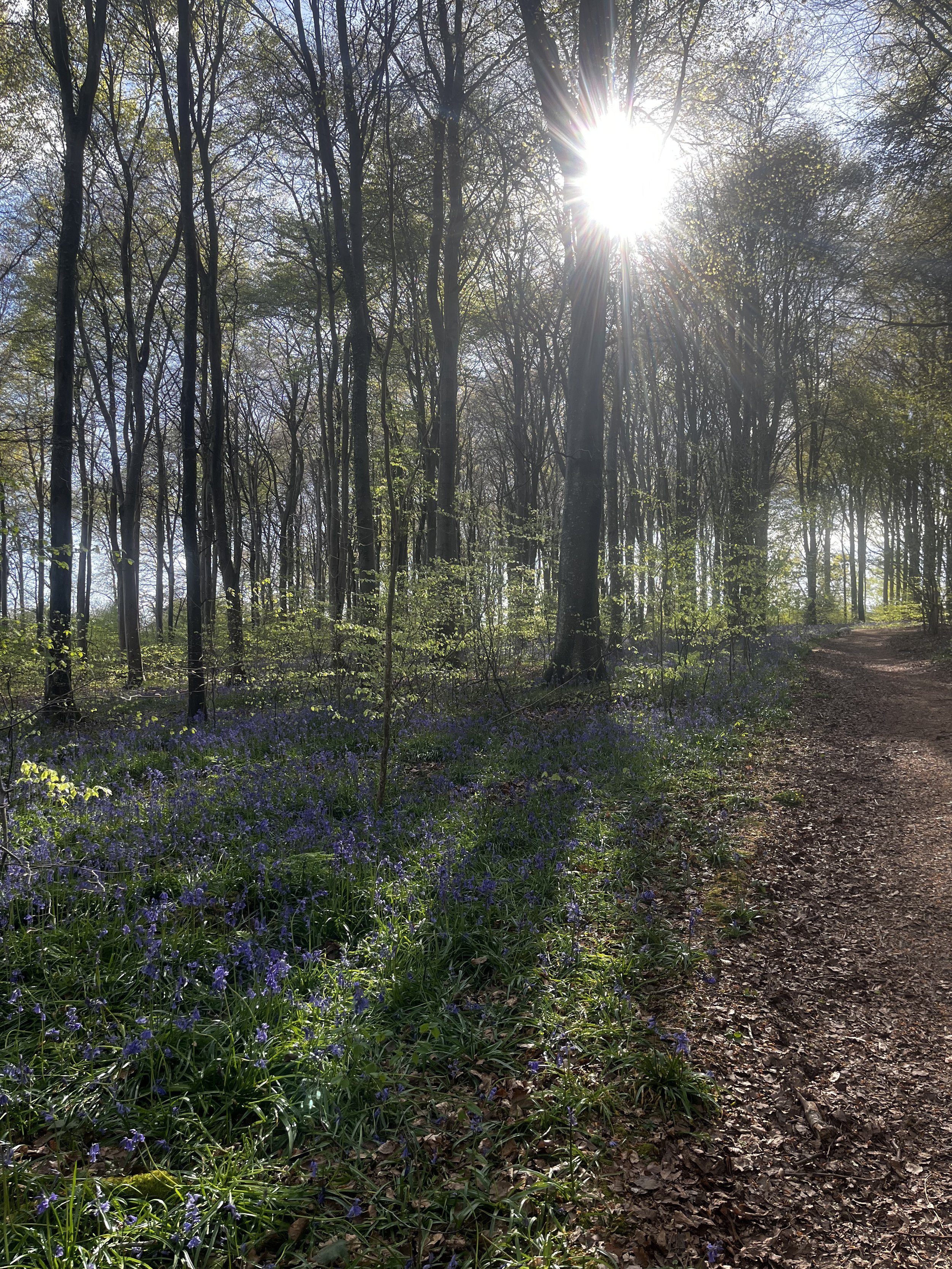 Grounding Earth Meditation