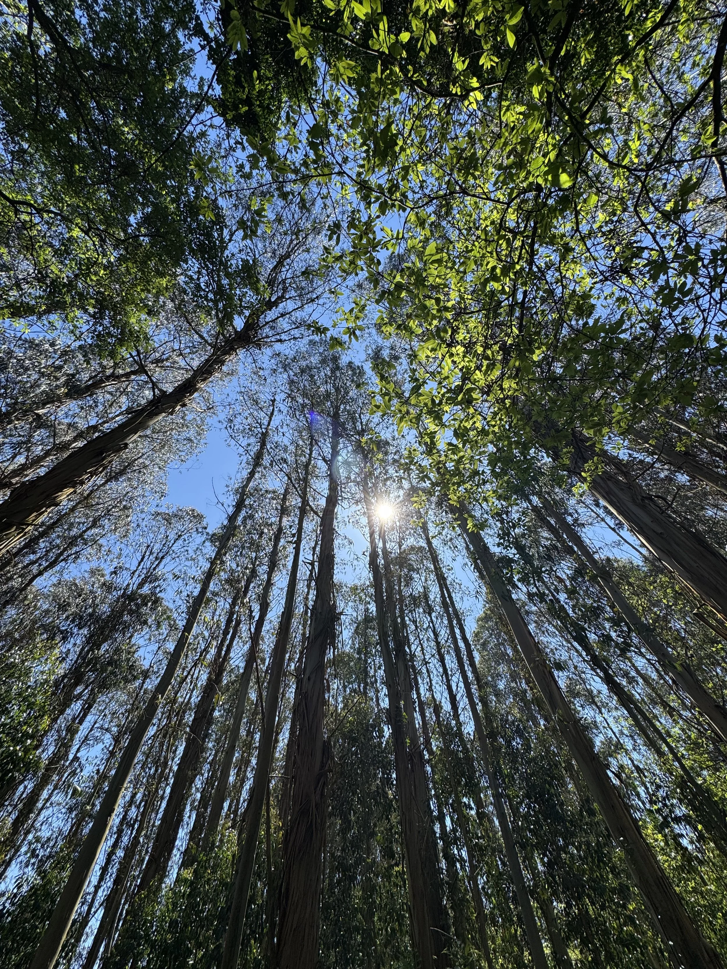 Walk with SMB: Remember You ARE Nature