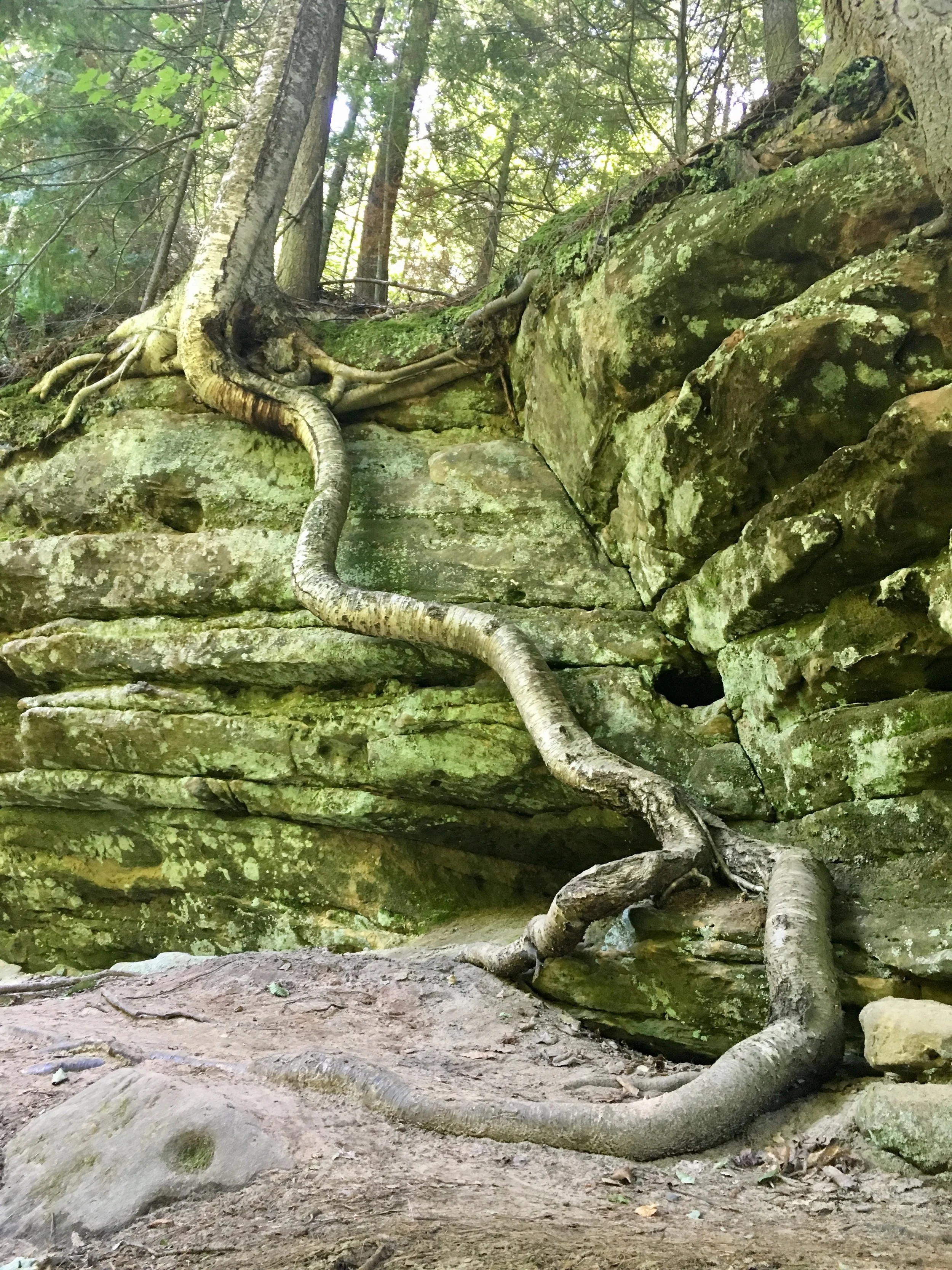 The Roots of Connection