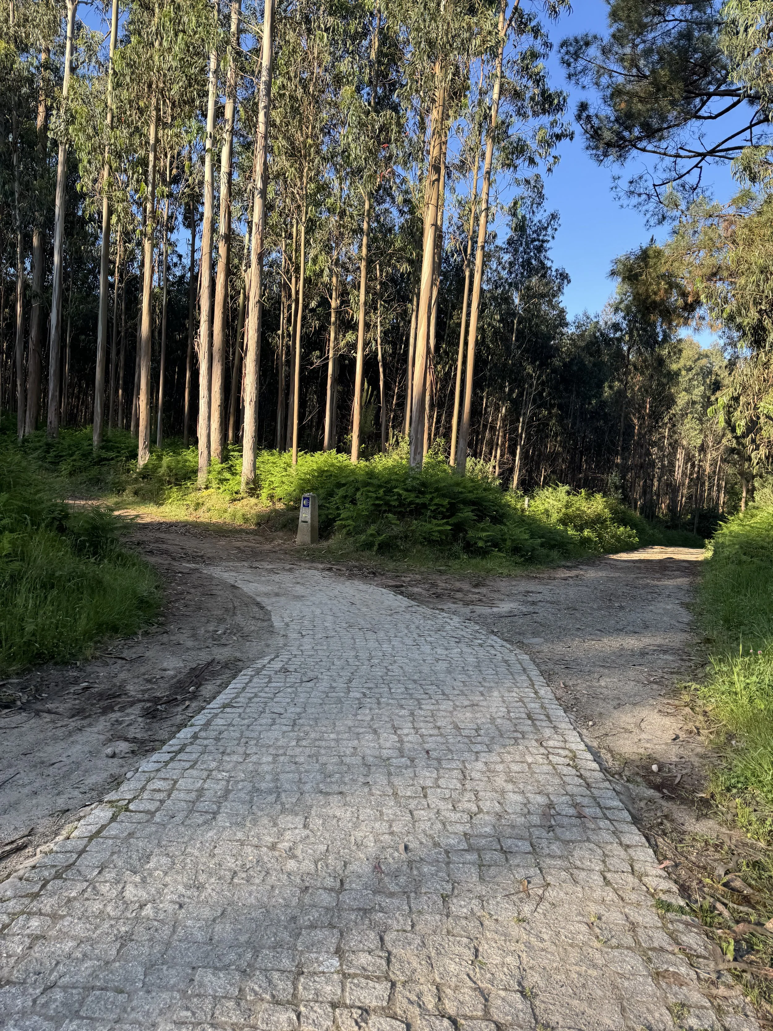 Walk with SMB: Sensory Scavenger Hunt