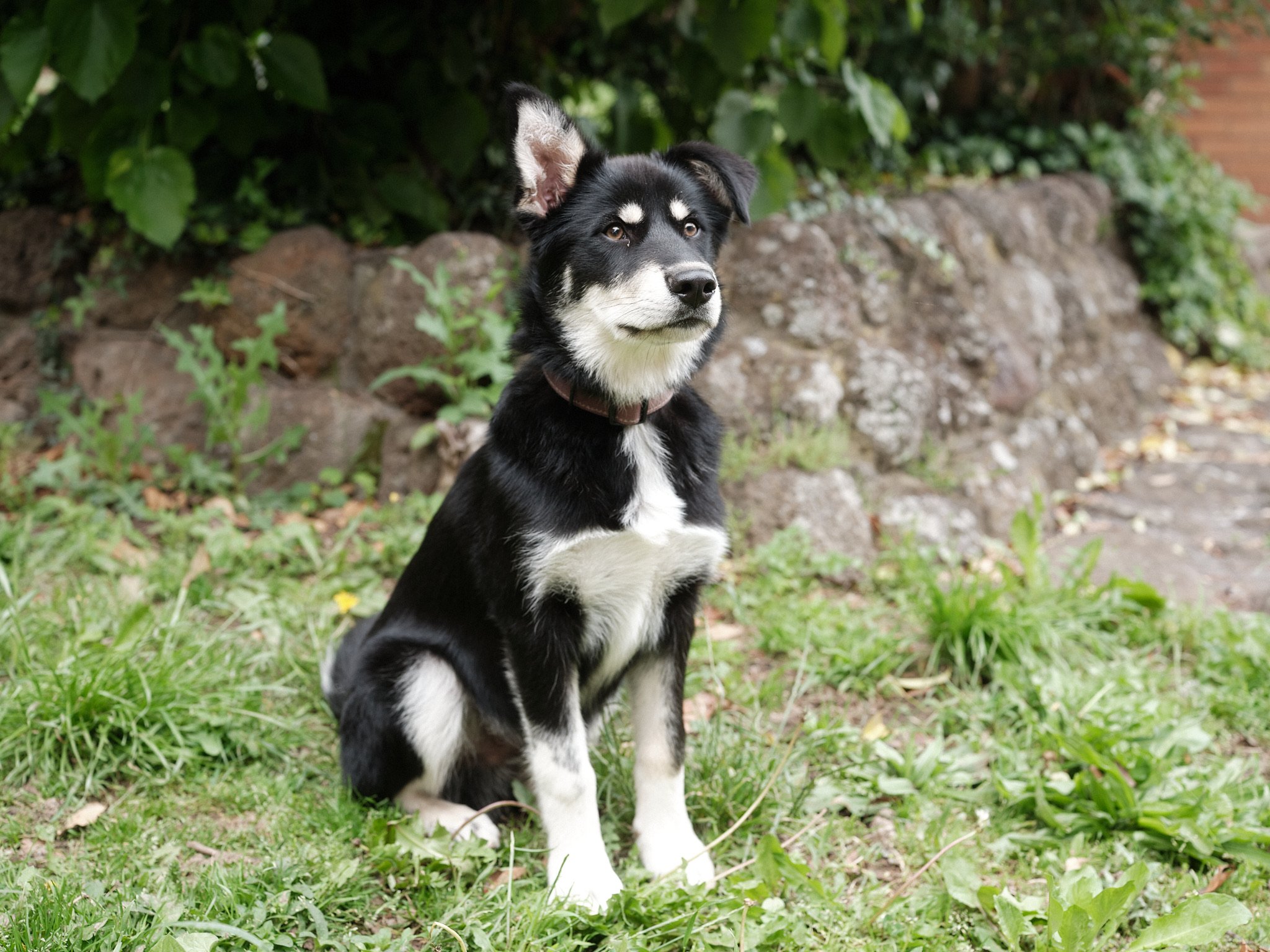 A black and white puppy sitting on grass with greenery and a stone wall in the background.