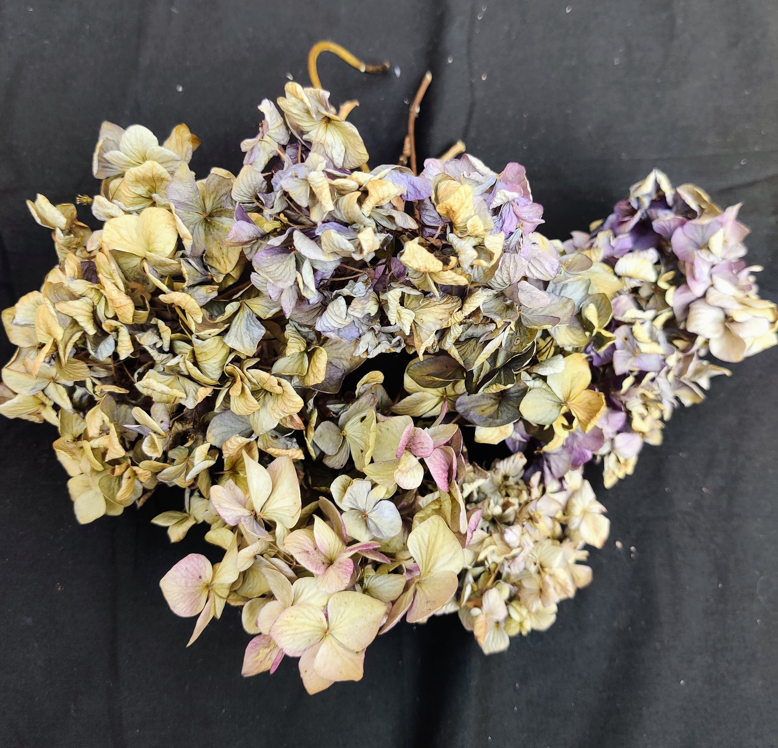 Dried Hydrangea - Closeup .jpg