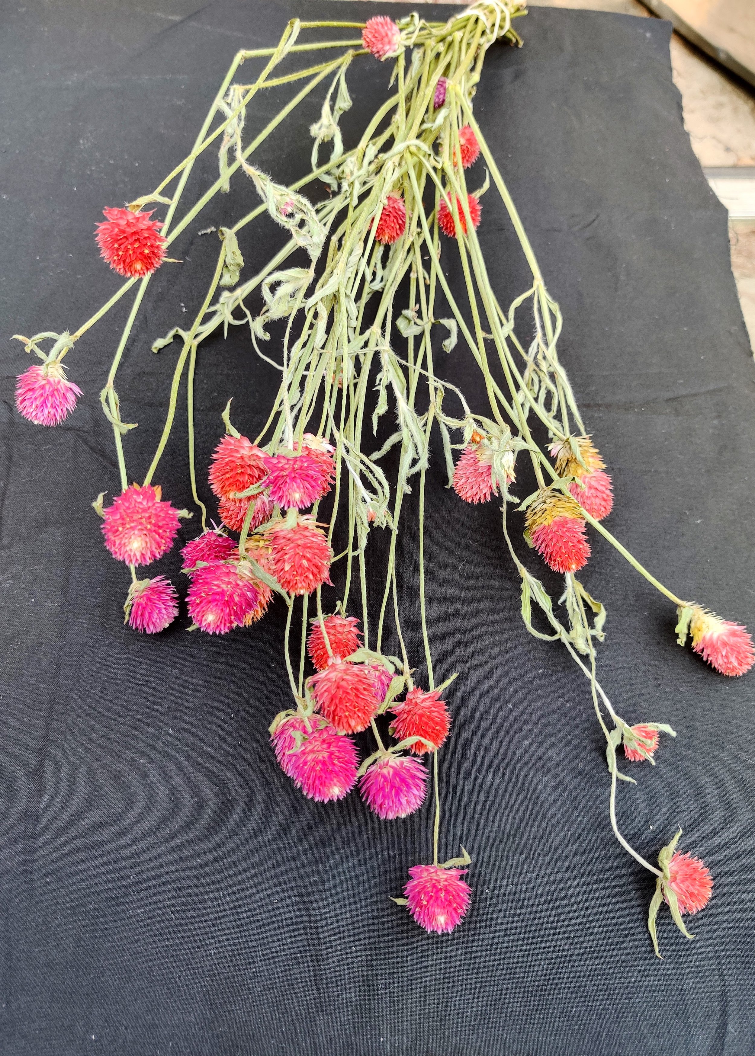 Dried-Fiery Mix Gomphrena.jpg
