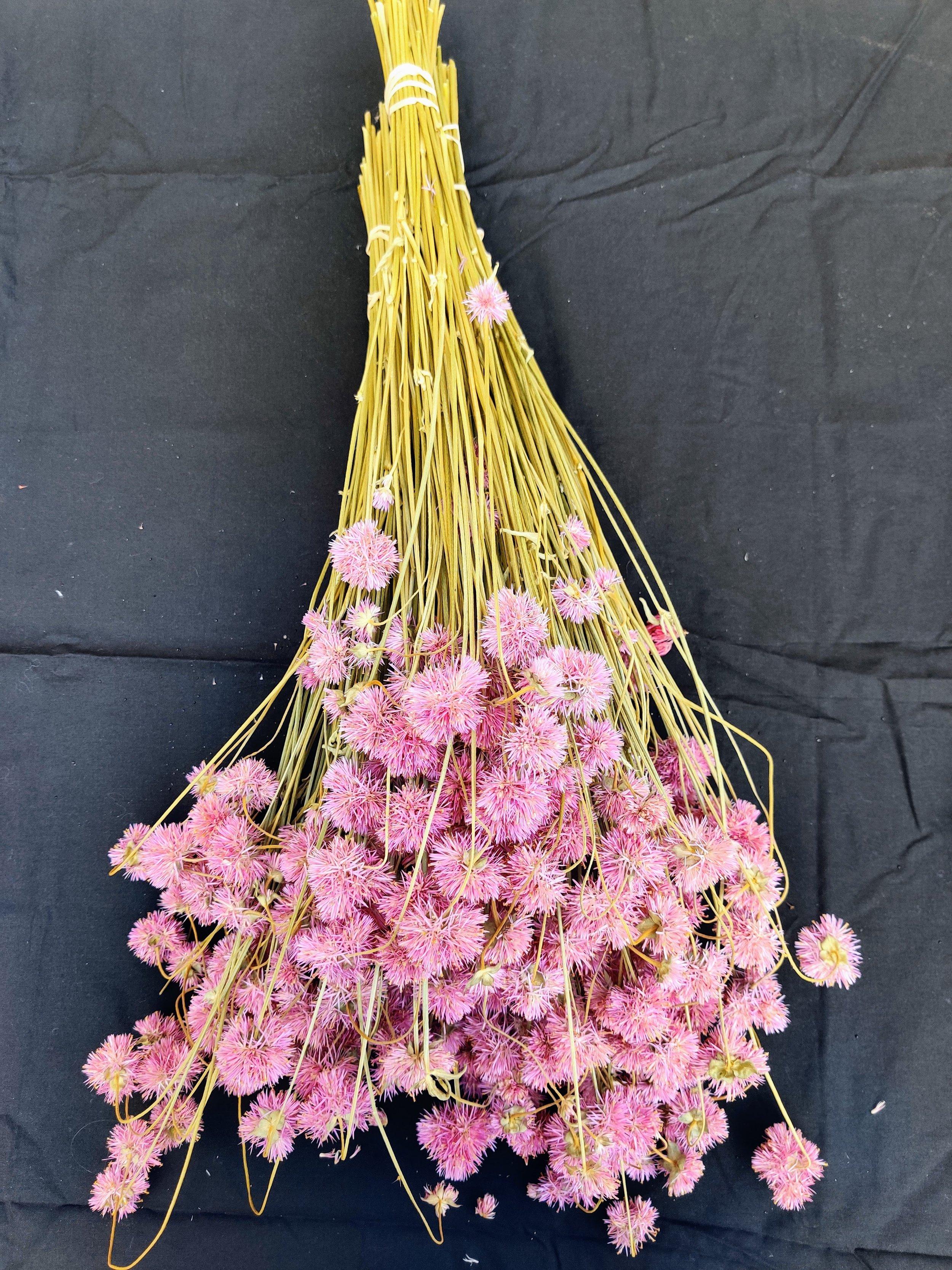 Firework - Gomphrena