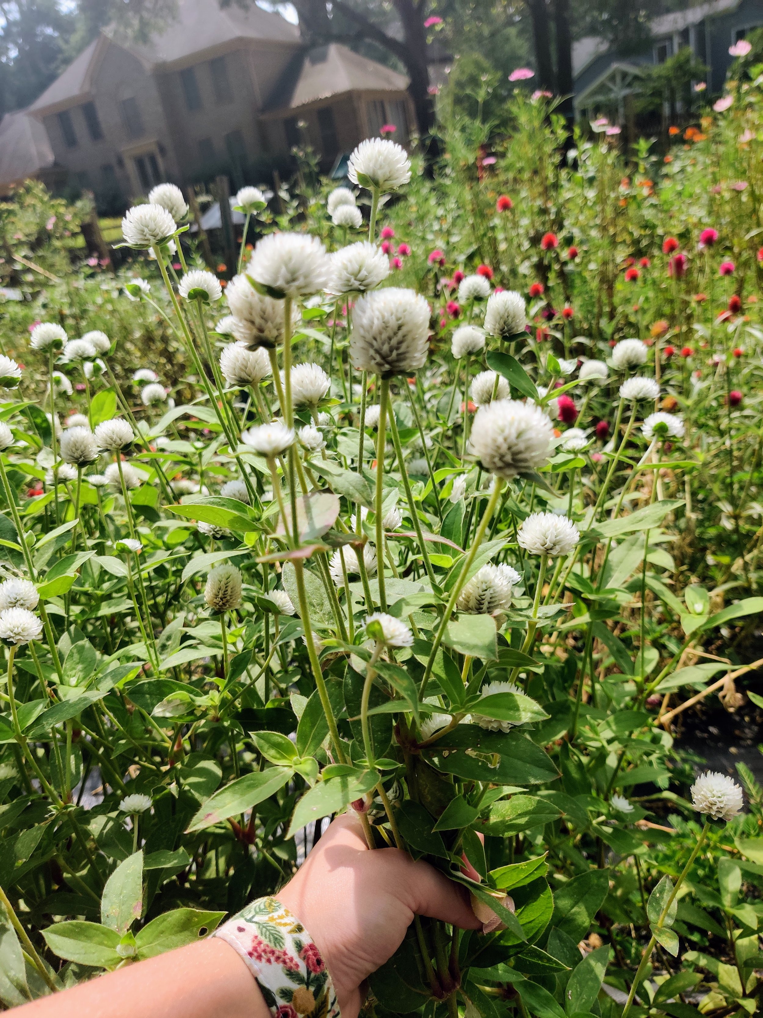 Gomphrena - Branching