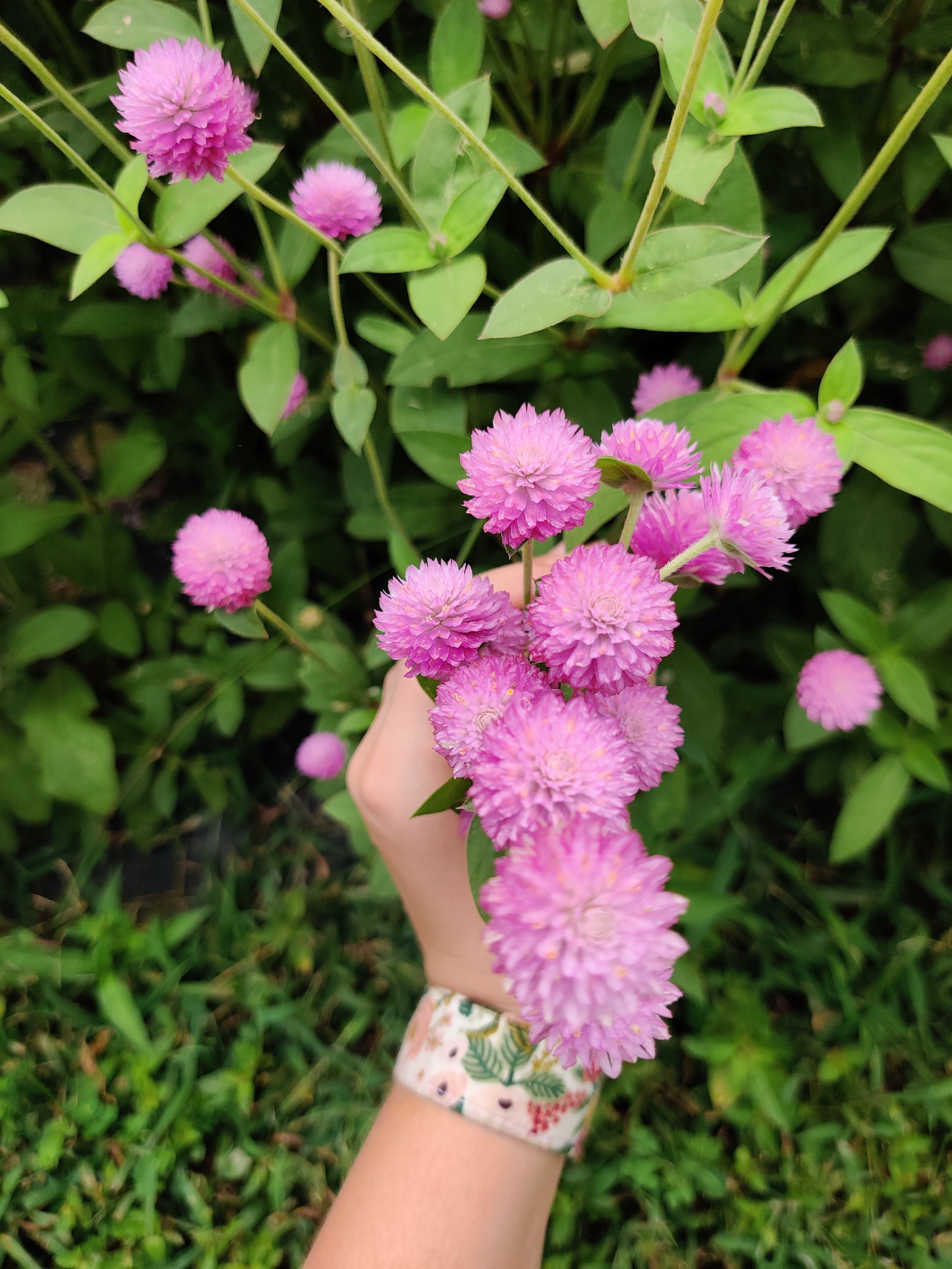 Raspberry Gomphrena Bunch.jpg