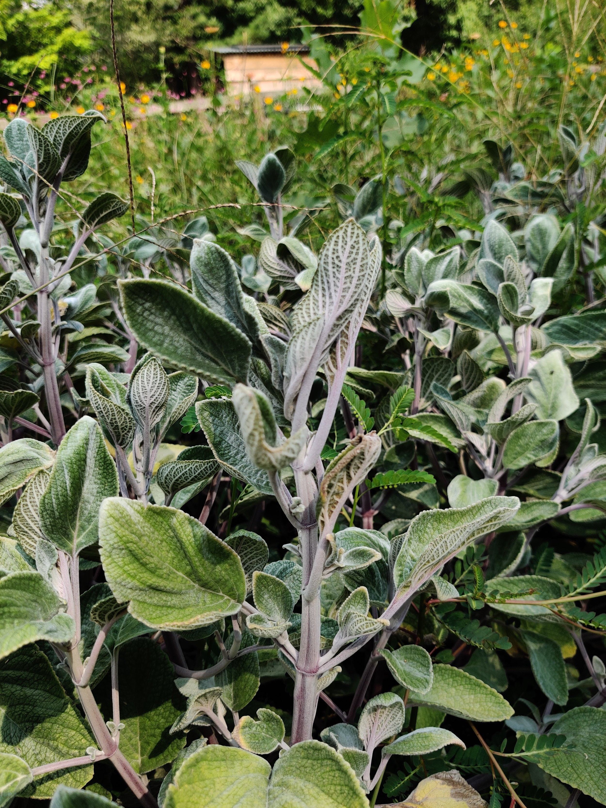 Plectranthus Closeup.jpg