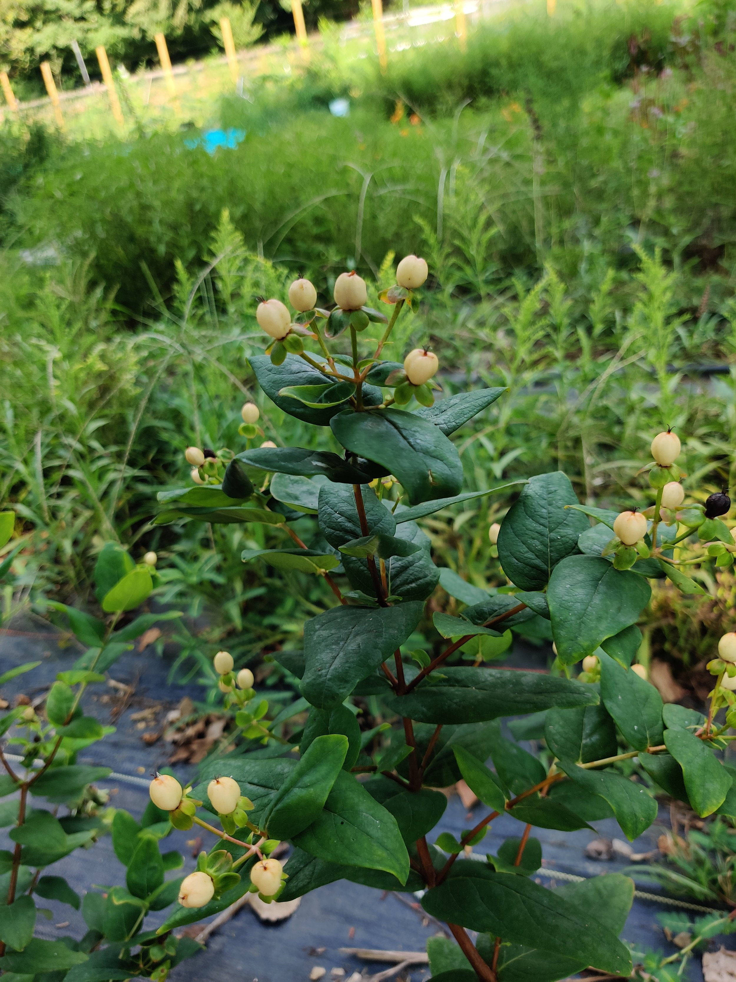 Hypericum CLose.jpg