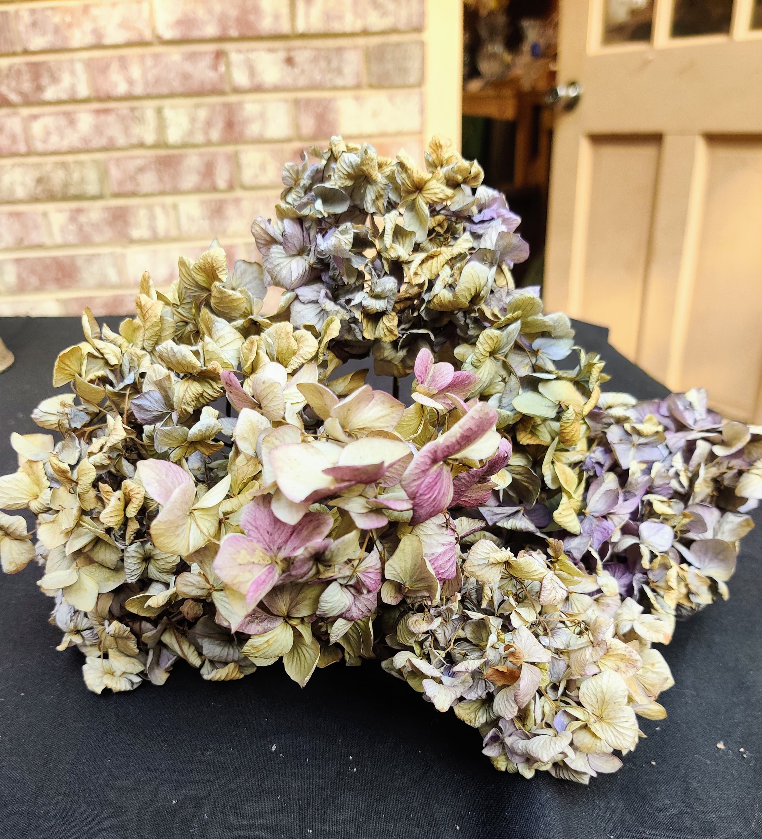 Hydrangea
