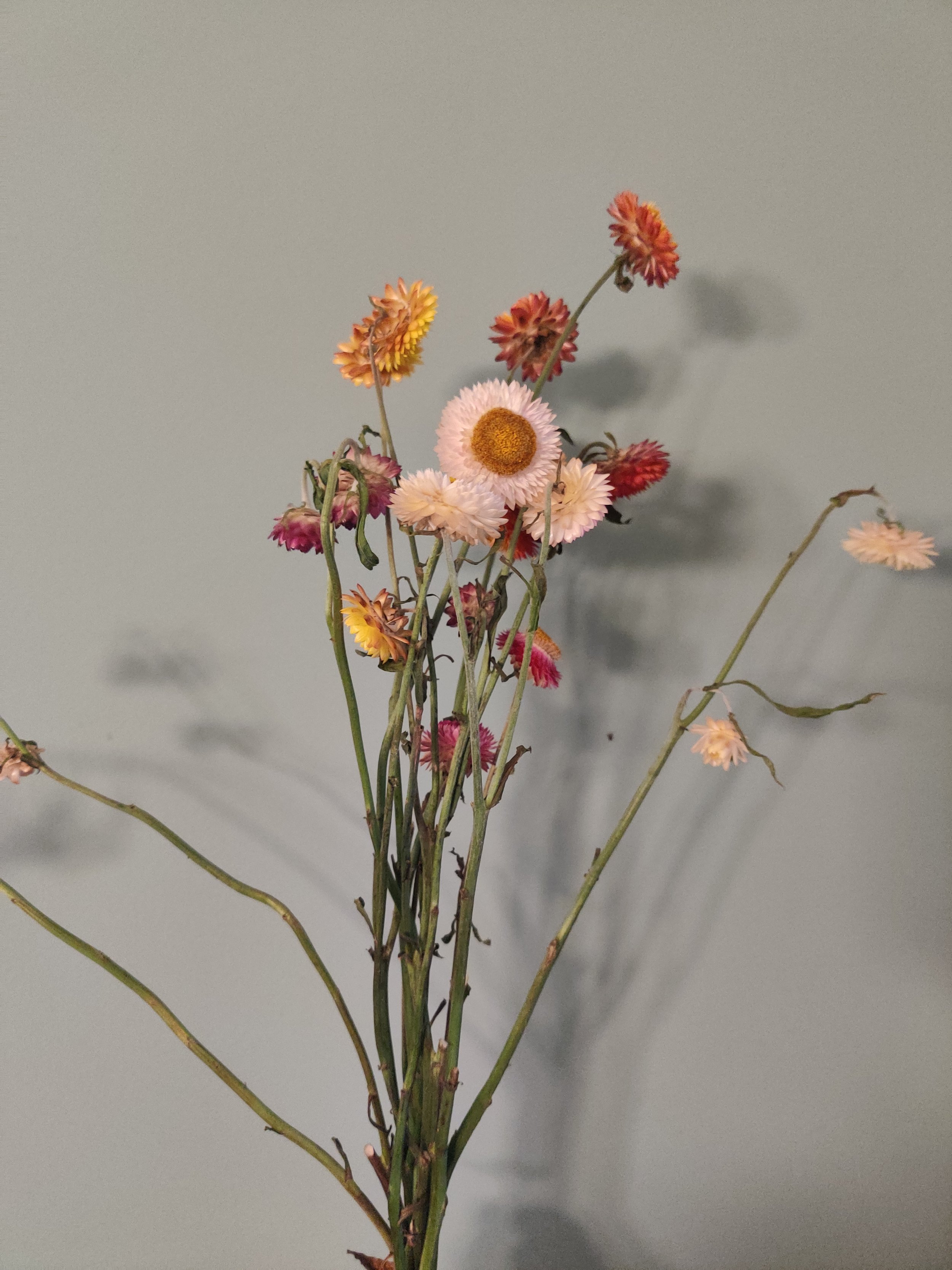 Strawflower - Mixed
