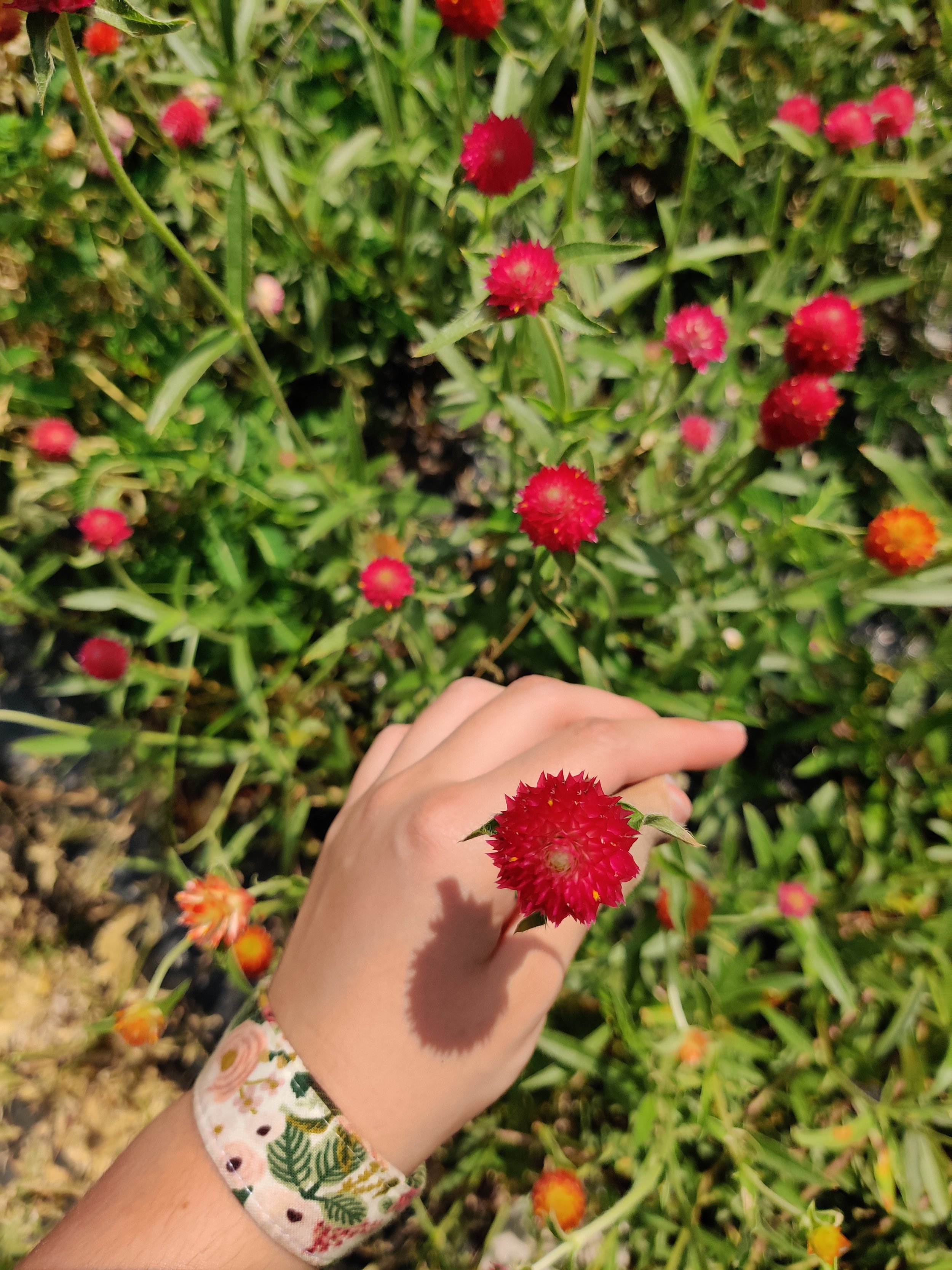 Red Gomphrena - SIngle.jpg