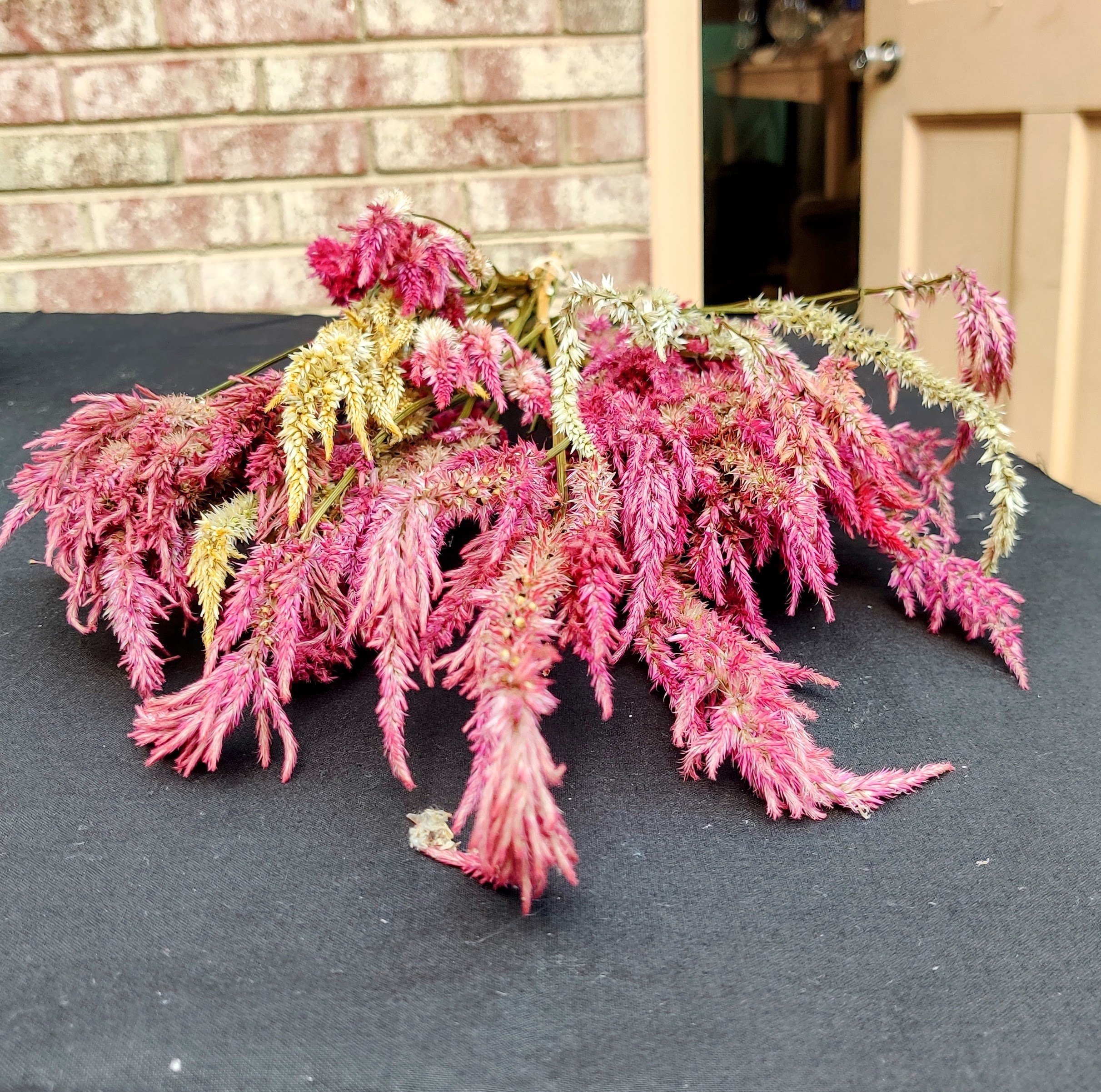 Dried Pompous Plume -Closeup .jpg