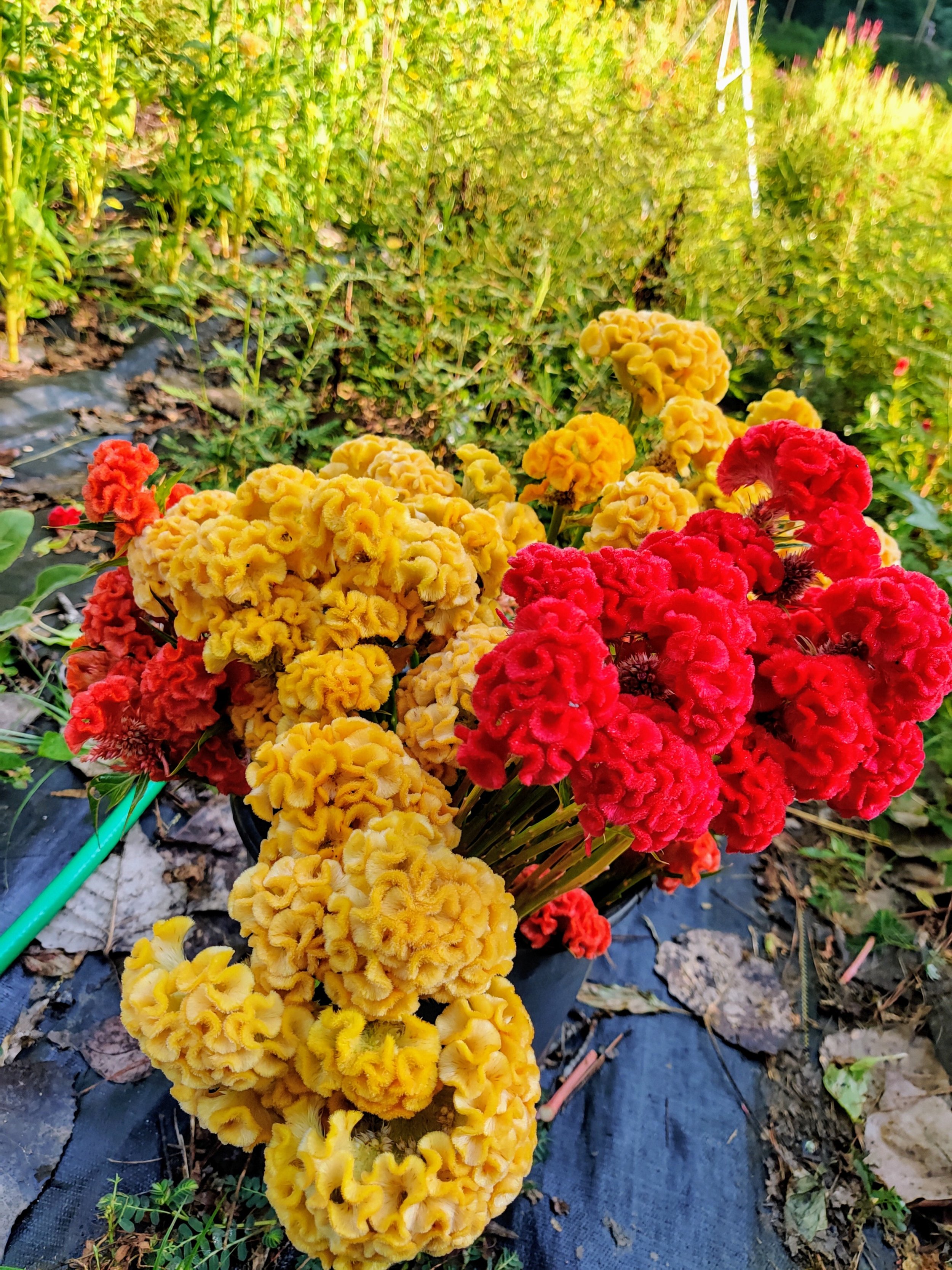 Cockscomb Bucket.jpg