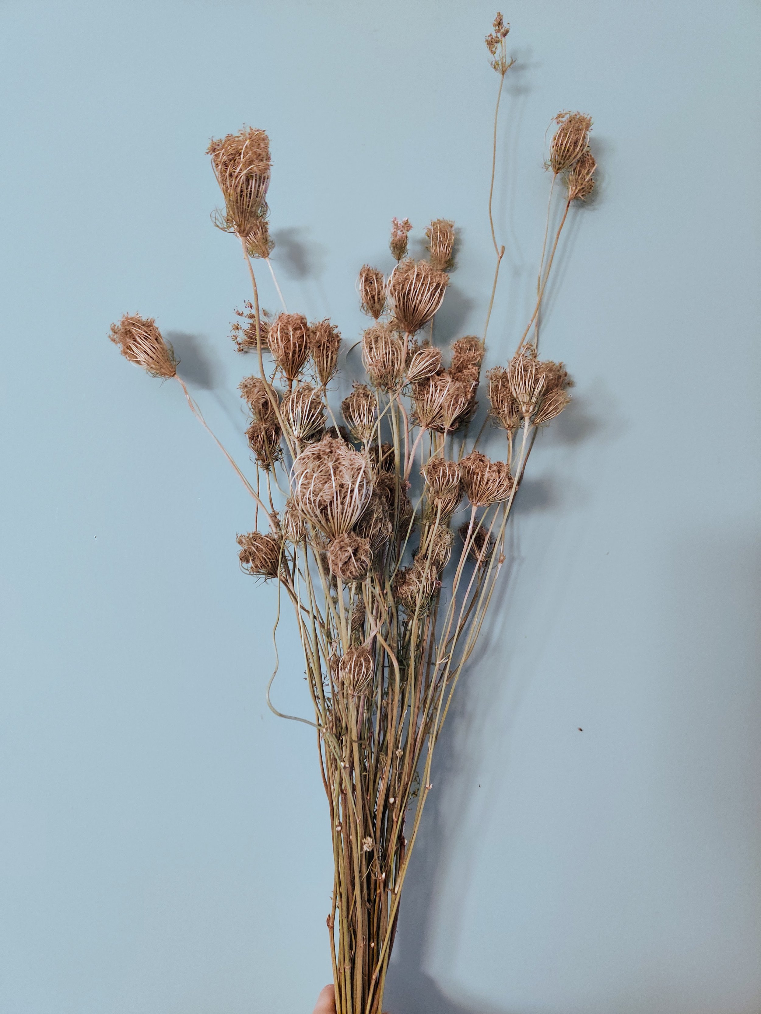 Queen Anne's Lace