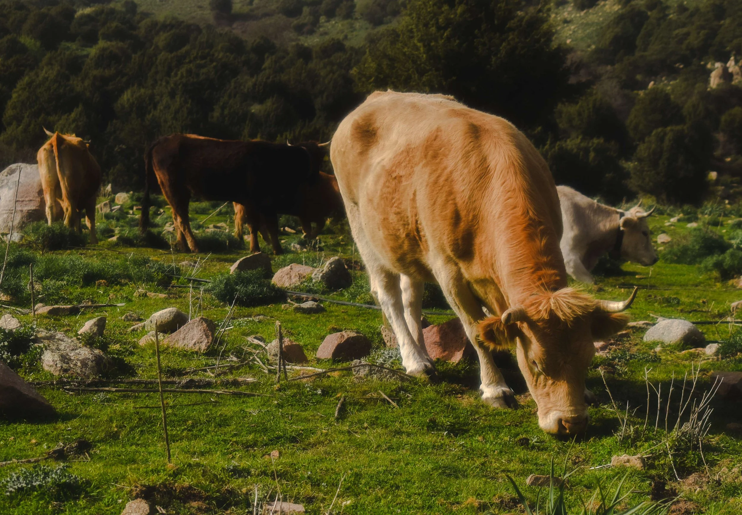 Travel Photography-Sardinia, Italy- Cows